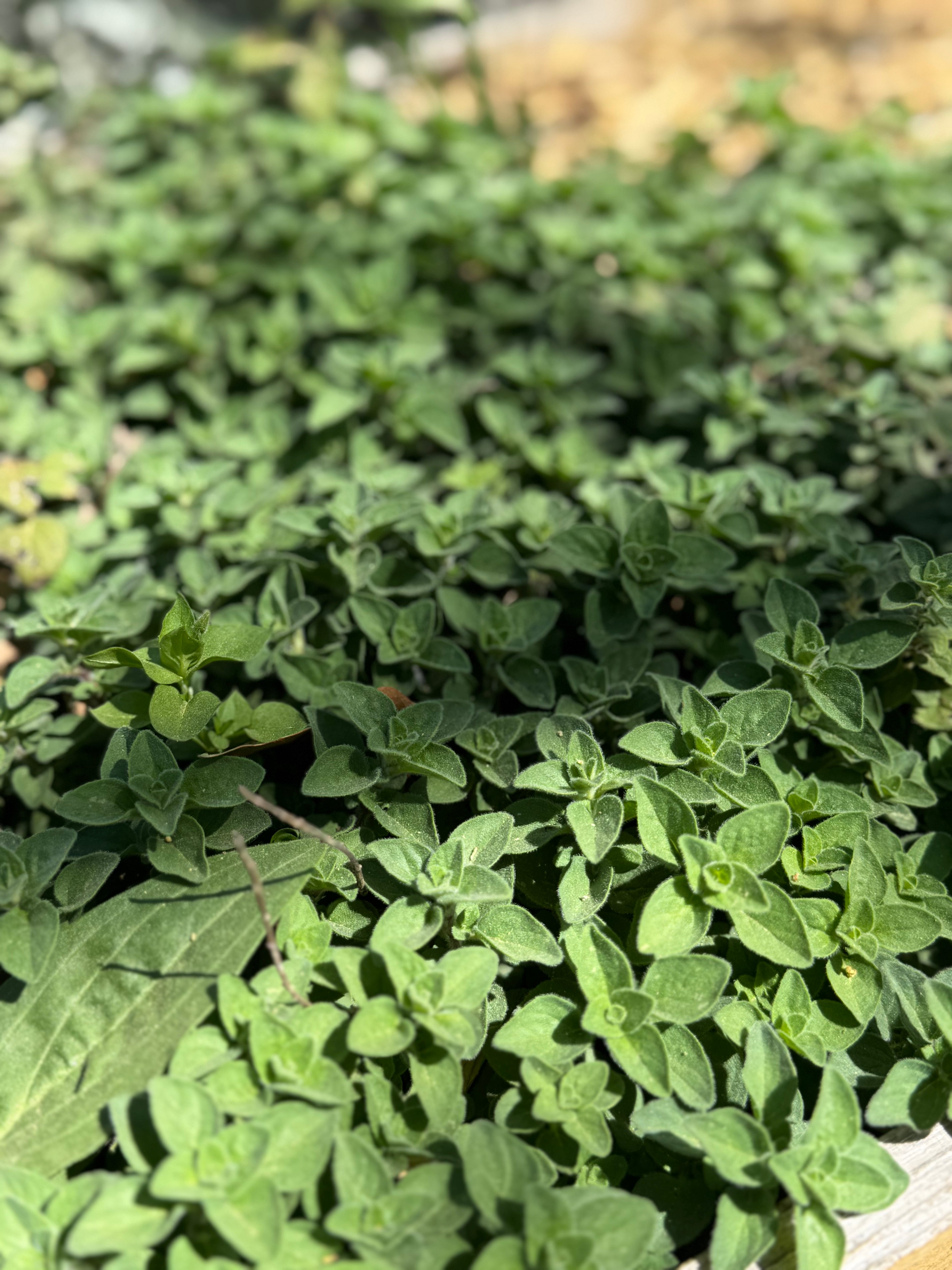 Oregano, Fresh (2oz clamshell)