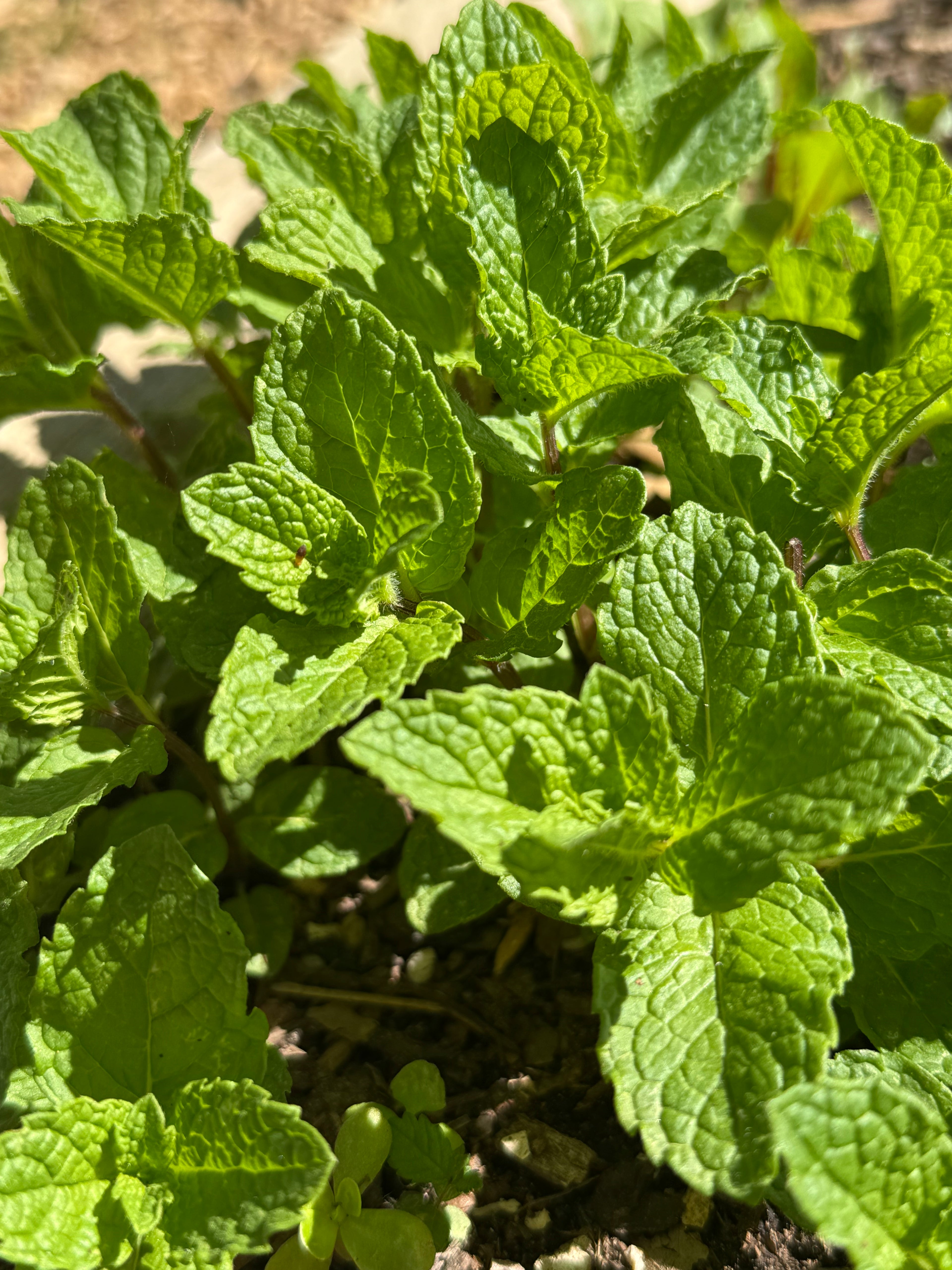 Spearmint, Fresh (2oz clamshell)