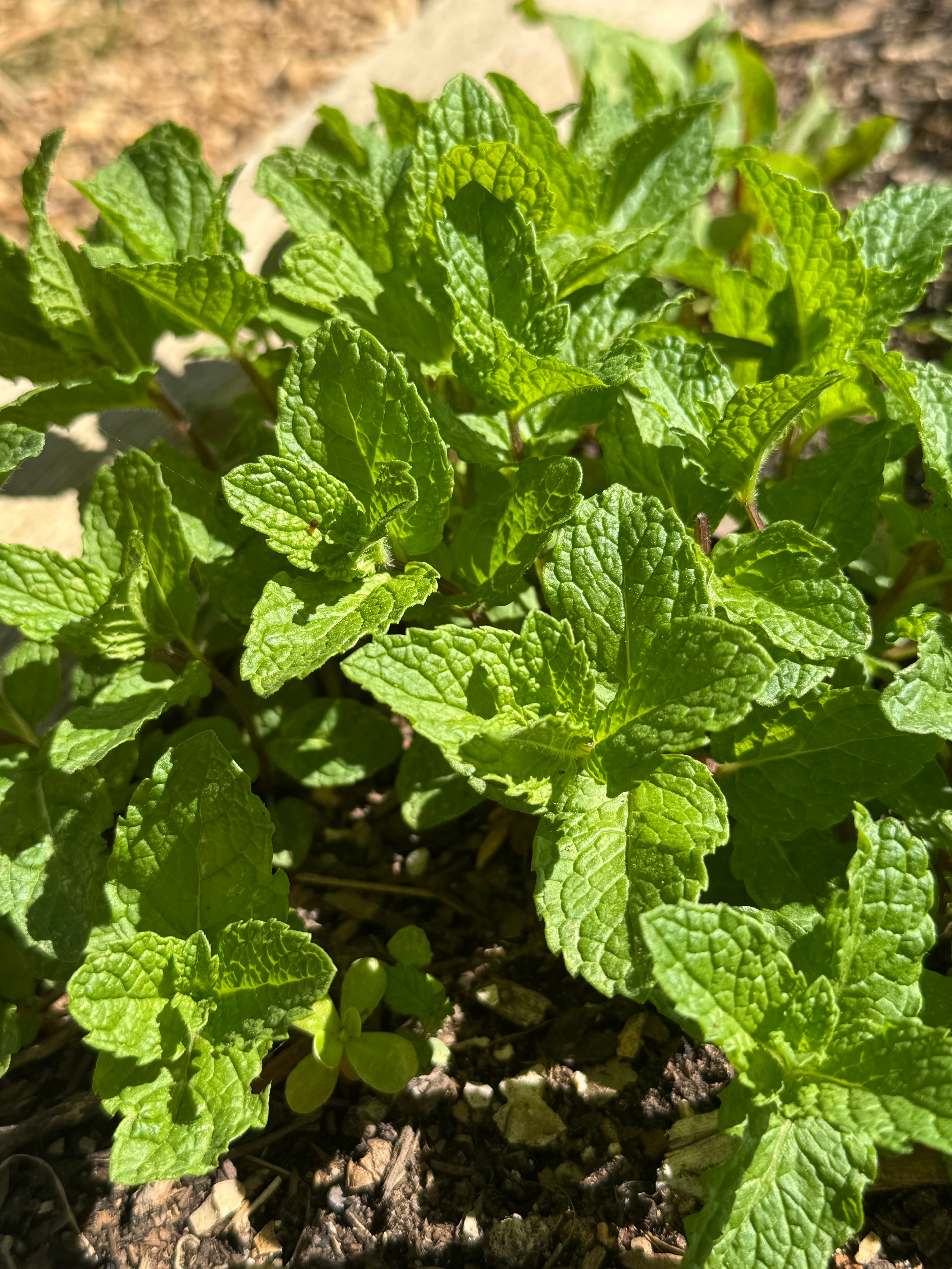 Spearmint, Fresh (2oz clamshell)
