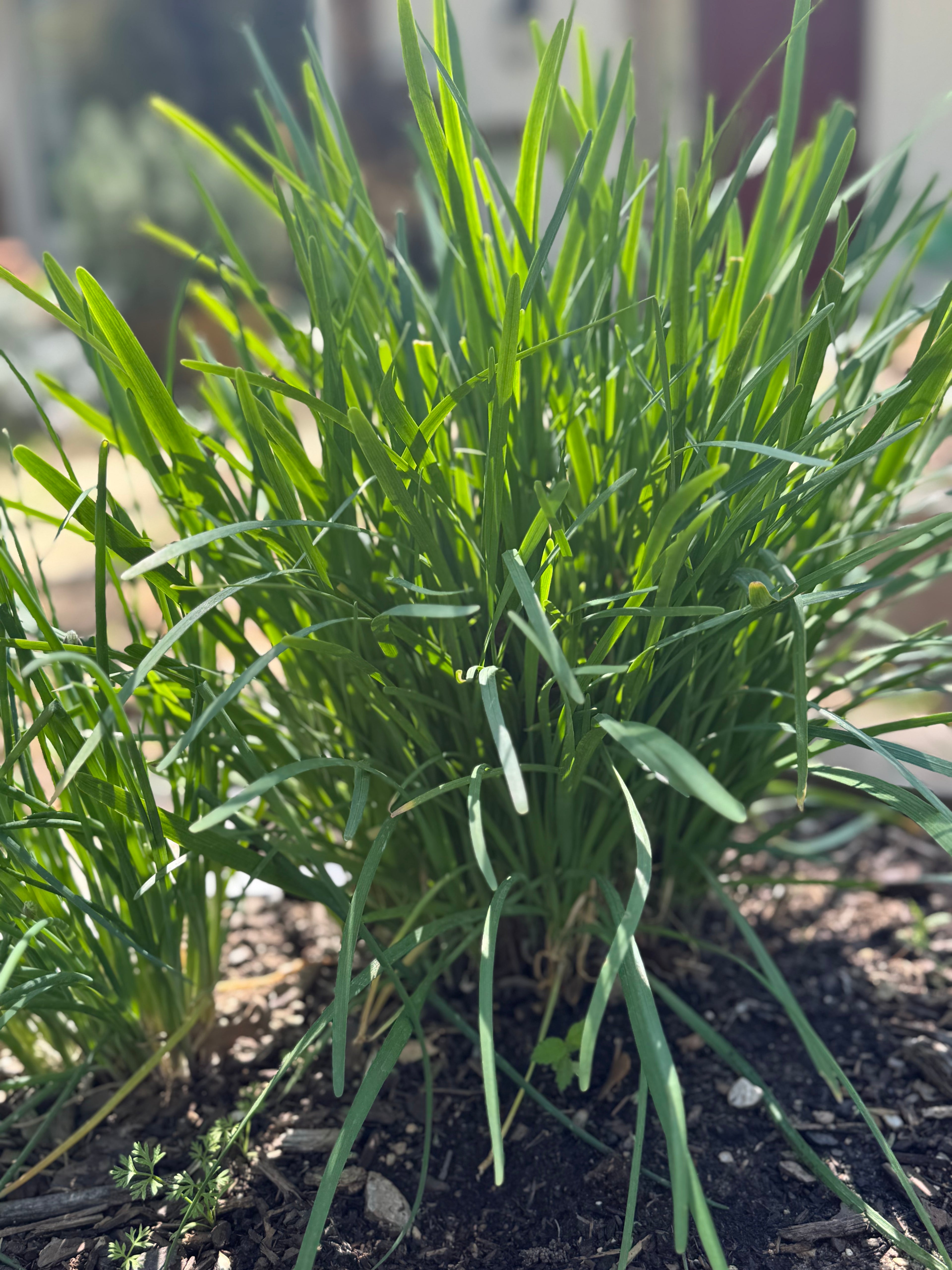 Garlic Chives (Chinese Leeks) - Bunch