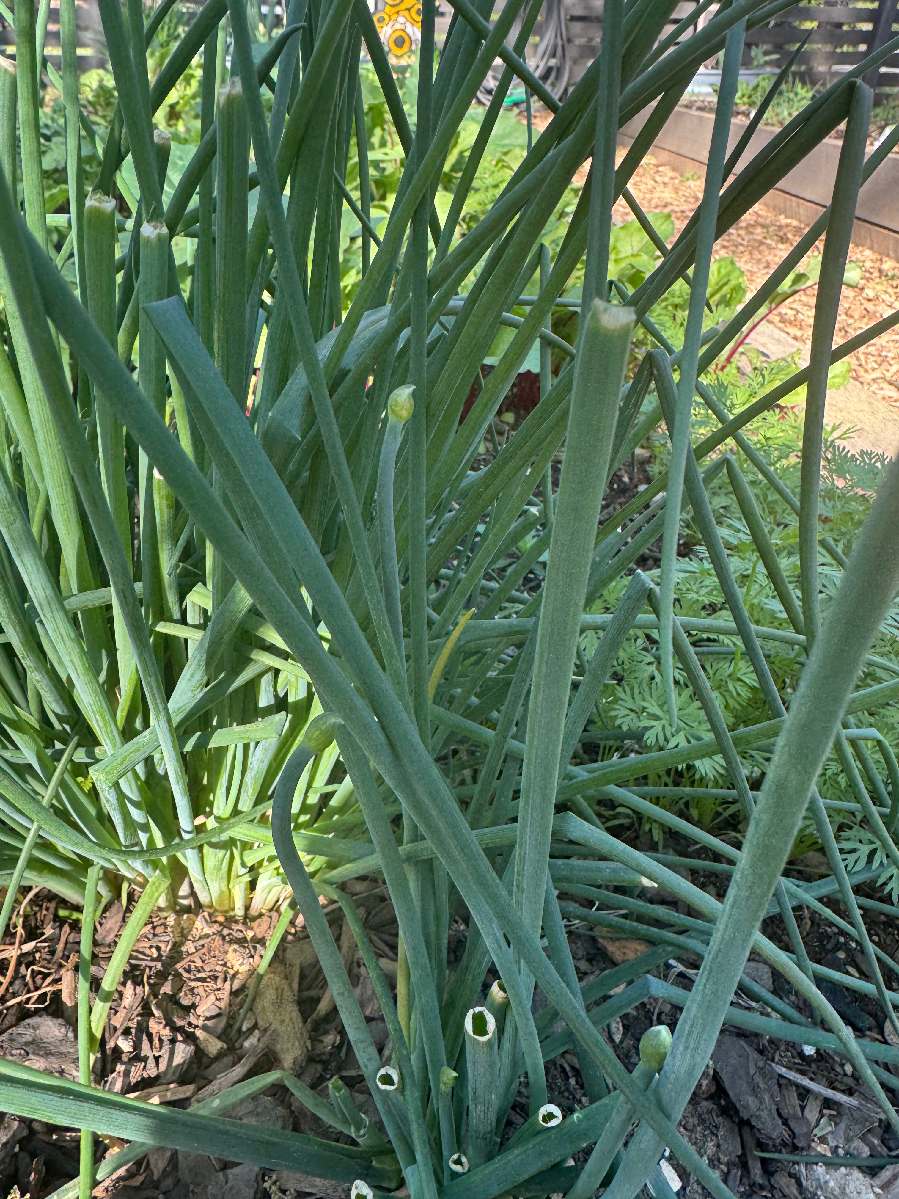 Common Chives (2oz clamshell)