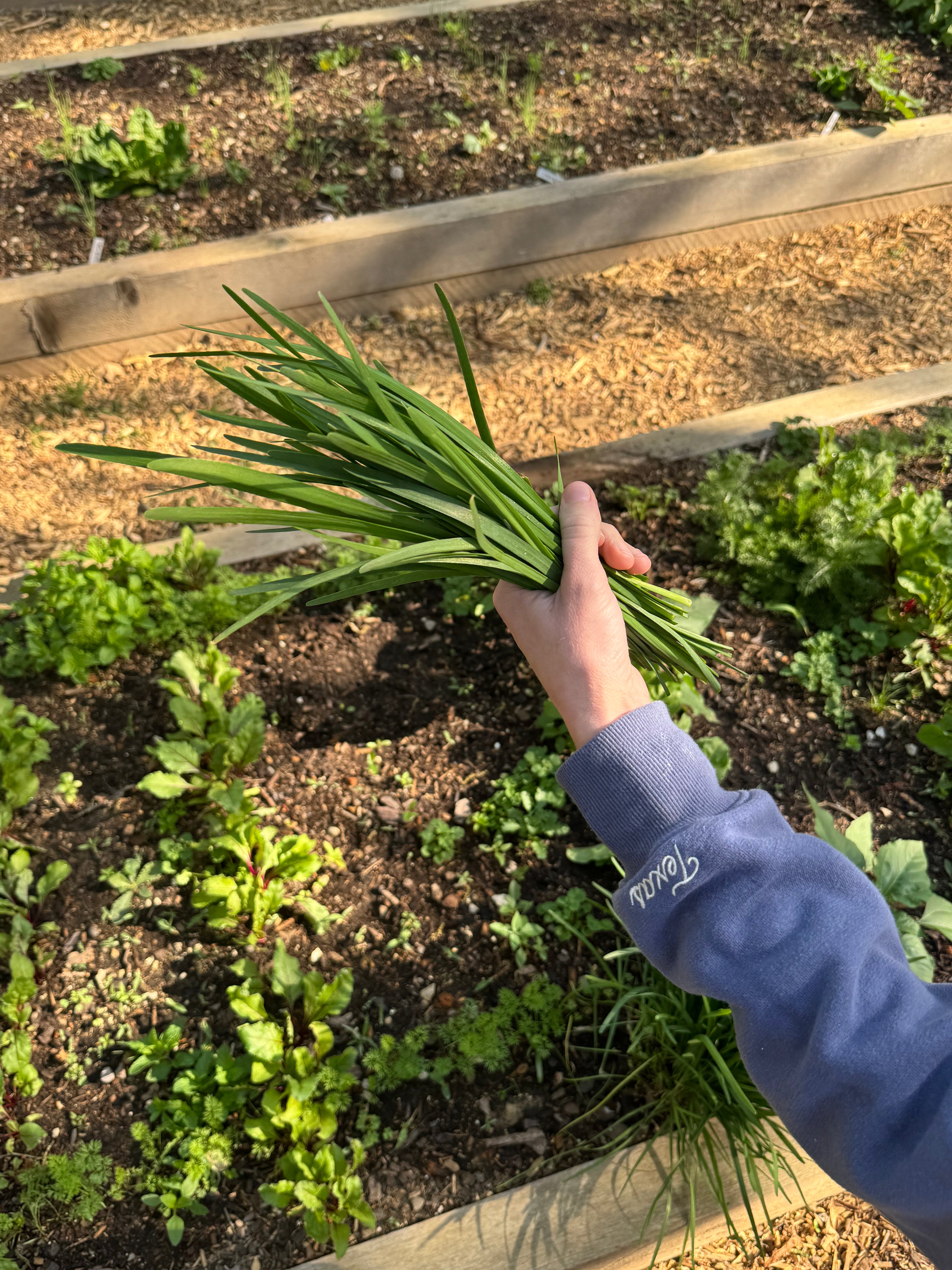 Garlic Chives (Chinese Leeks) - Bunch