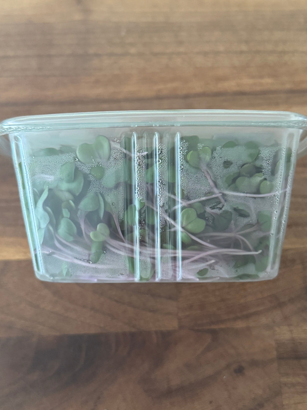 Red Acre Cabbage Microgreen Salad Blend (1oz or 2oz)
