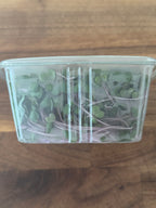 Red Acre Cabbage Microgreen Salad Blend (1oz or 2oz)
