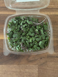 Red Acre Cabbage Microgreen Salad Blend (1oz or 2oz)