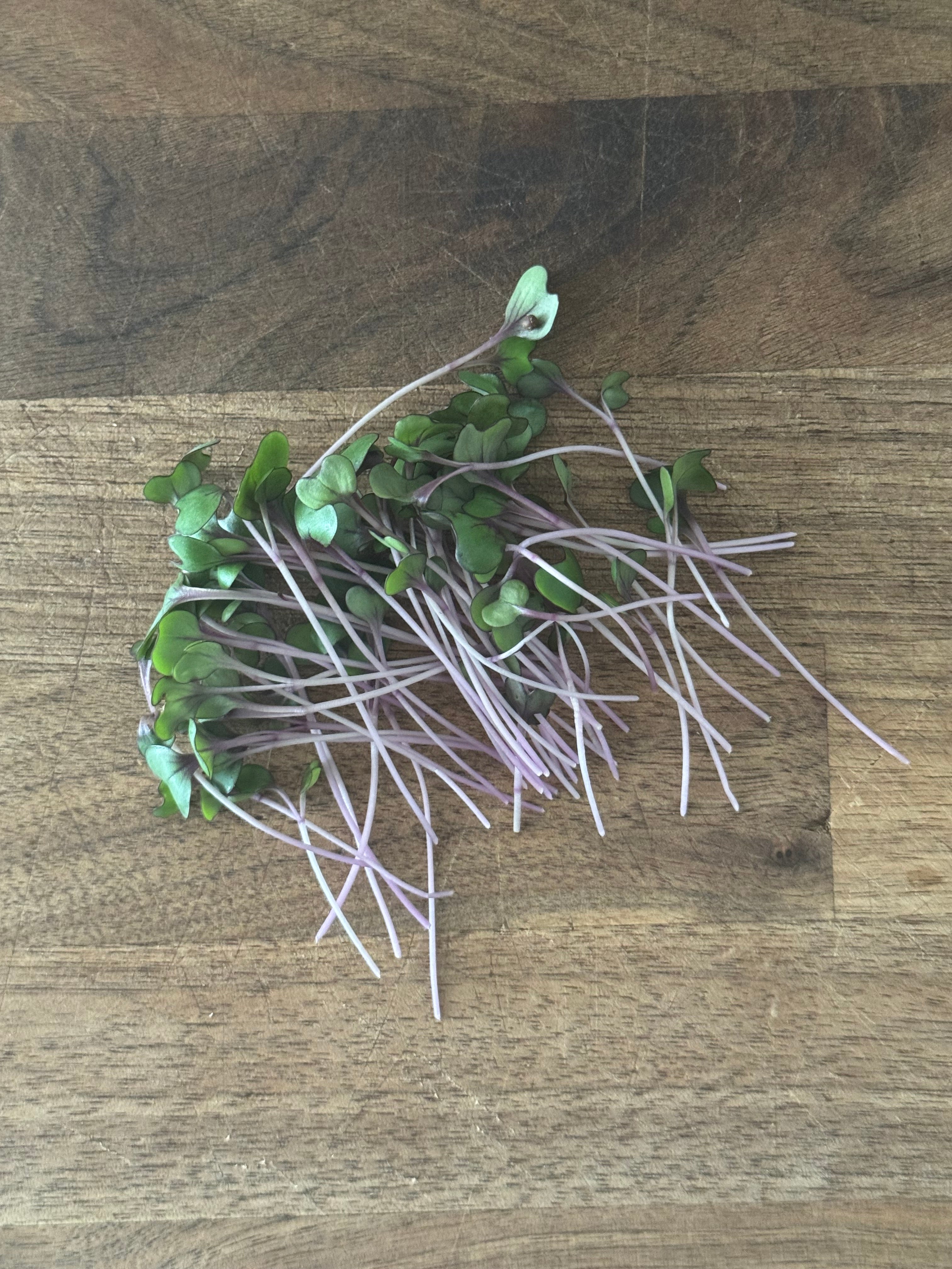 Red Acre Cabbage Microgreen Salad Blend (1oz or 2oz)