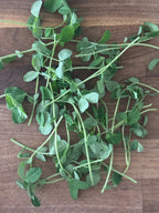 Microgreen Salad Blend (1oz or 2oz)