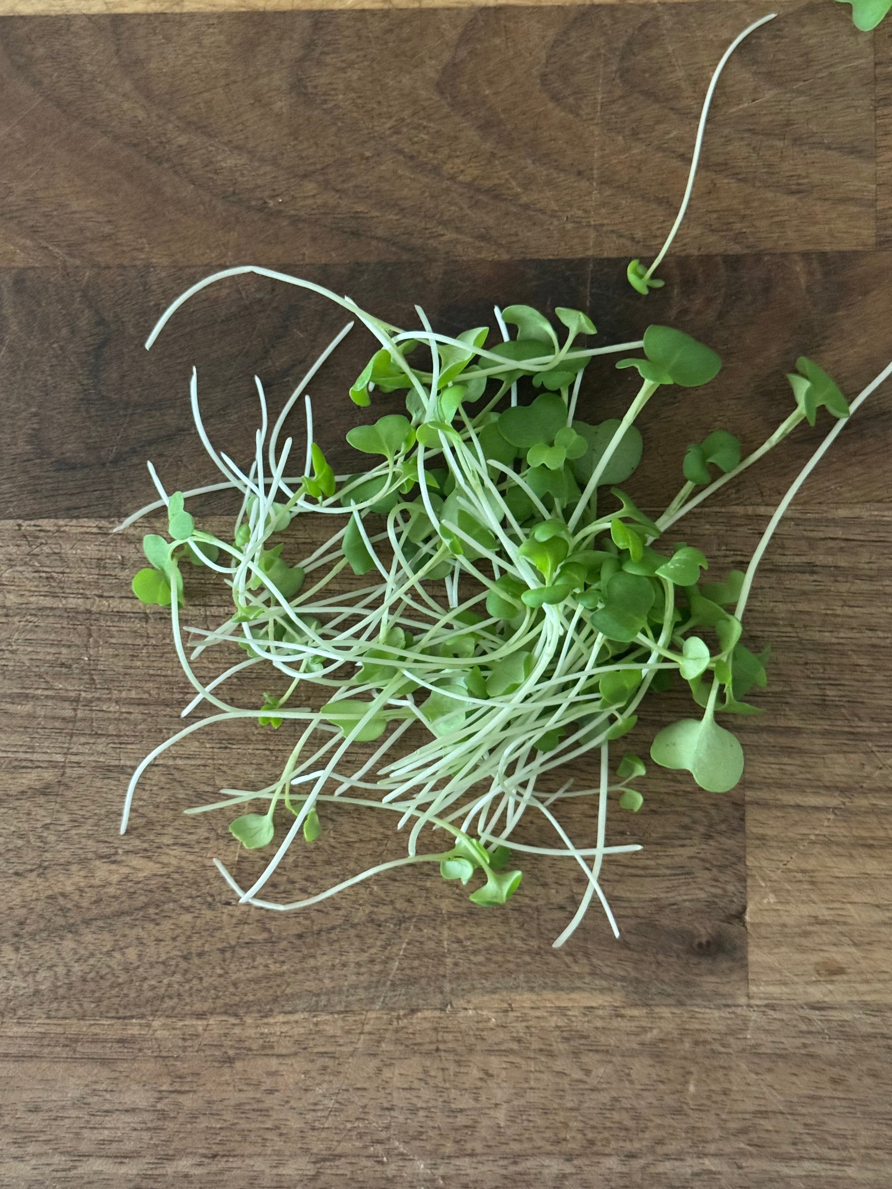 Microgreen Salad Blend (1oz or 2oz)