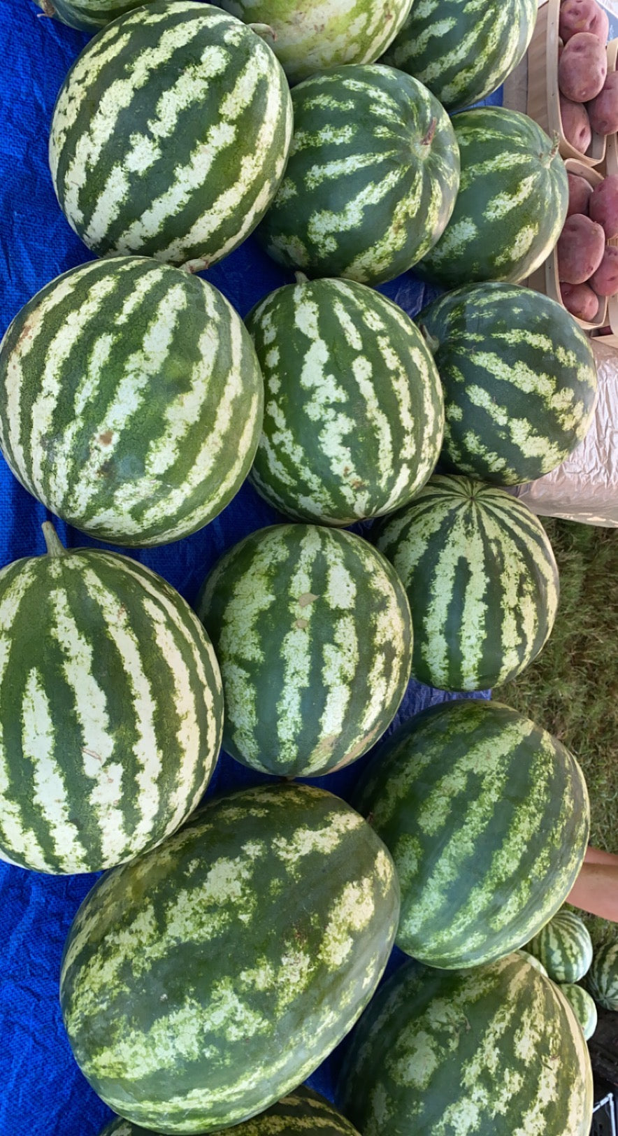 Crimson Sweet Watermelon (single, seeded)