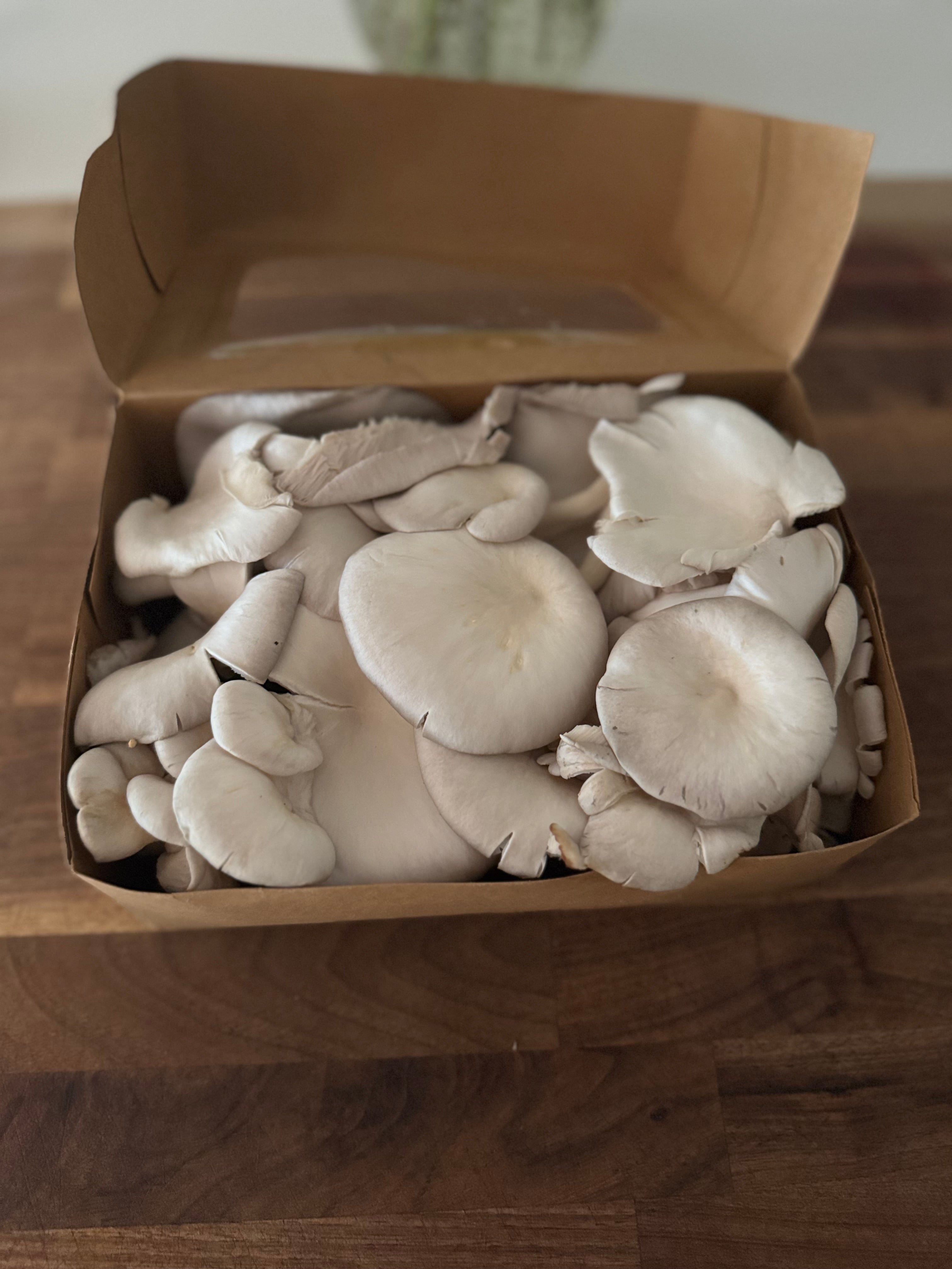 Blue Oyster Fresh Mushrooms (1lb)