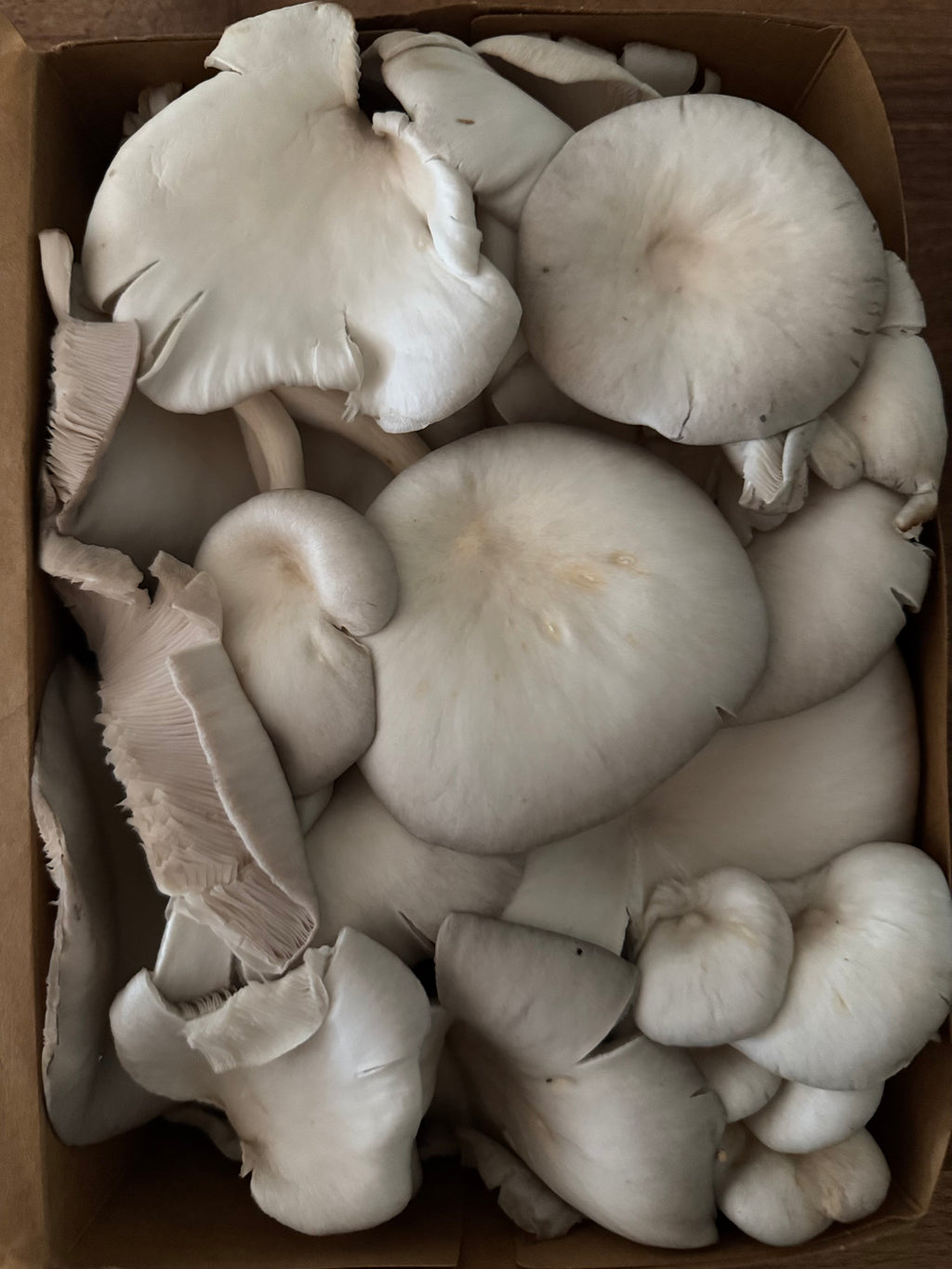 Blue Oyster Fresh Mushrooms (1lb)