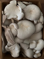 Blue Oyster Fresh Mushrooms (1lb)