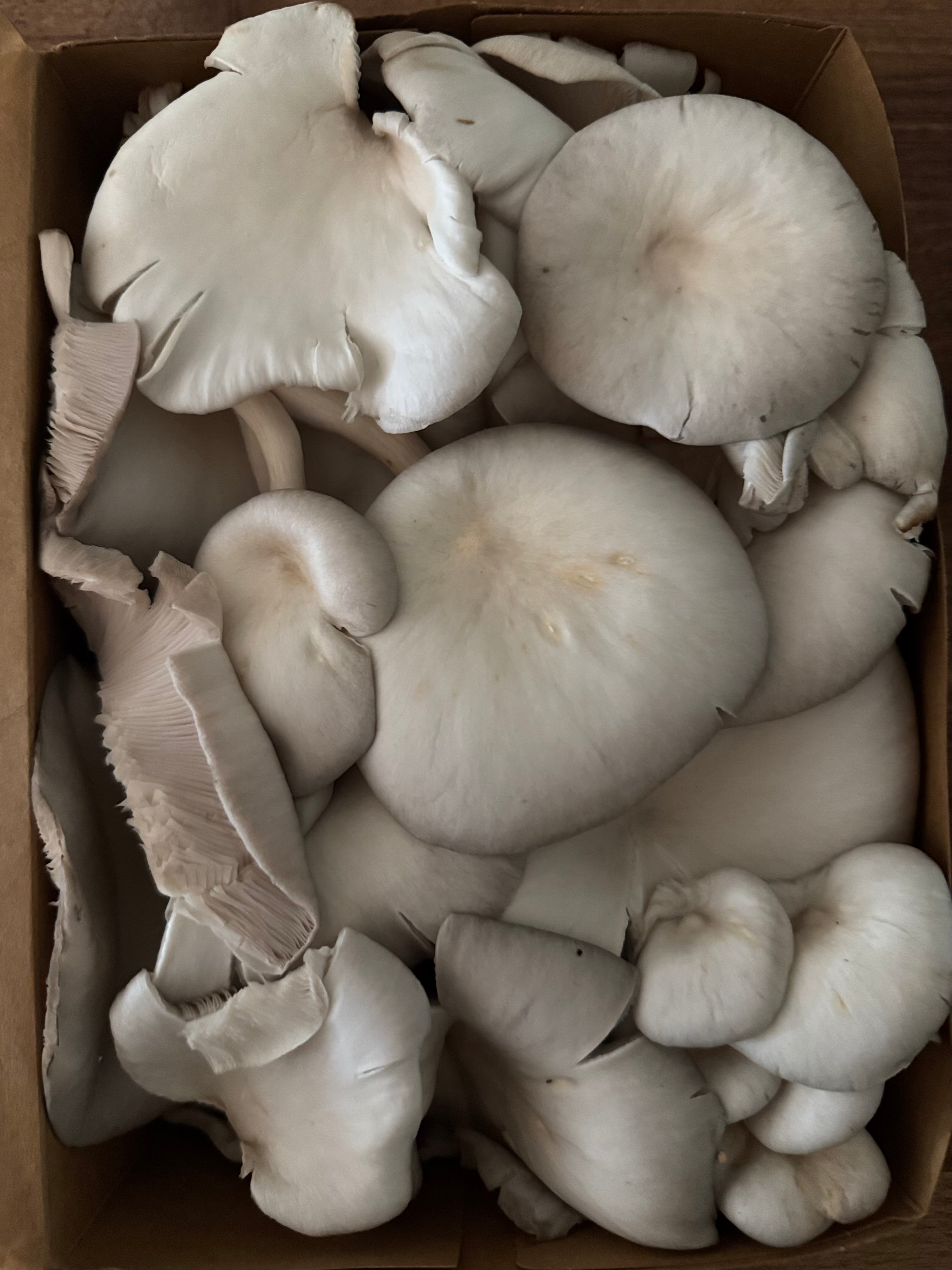 Blue Oyster Fresh Mushrooms (1lb)