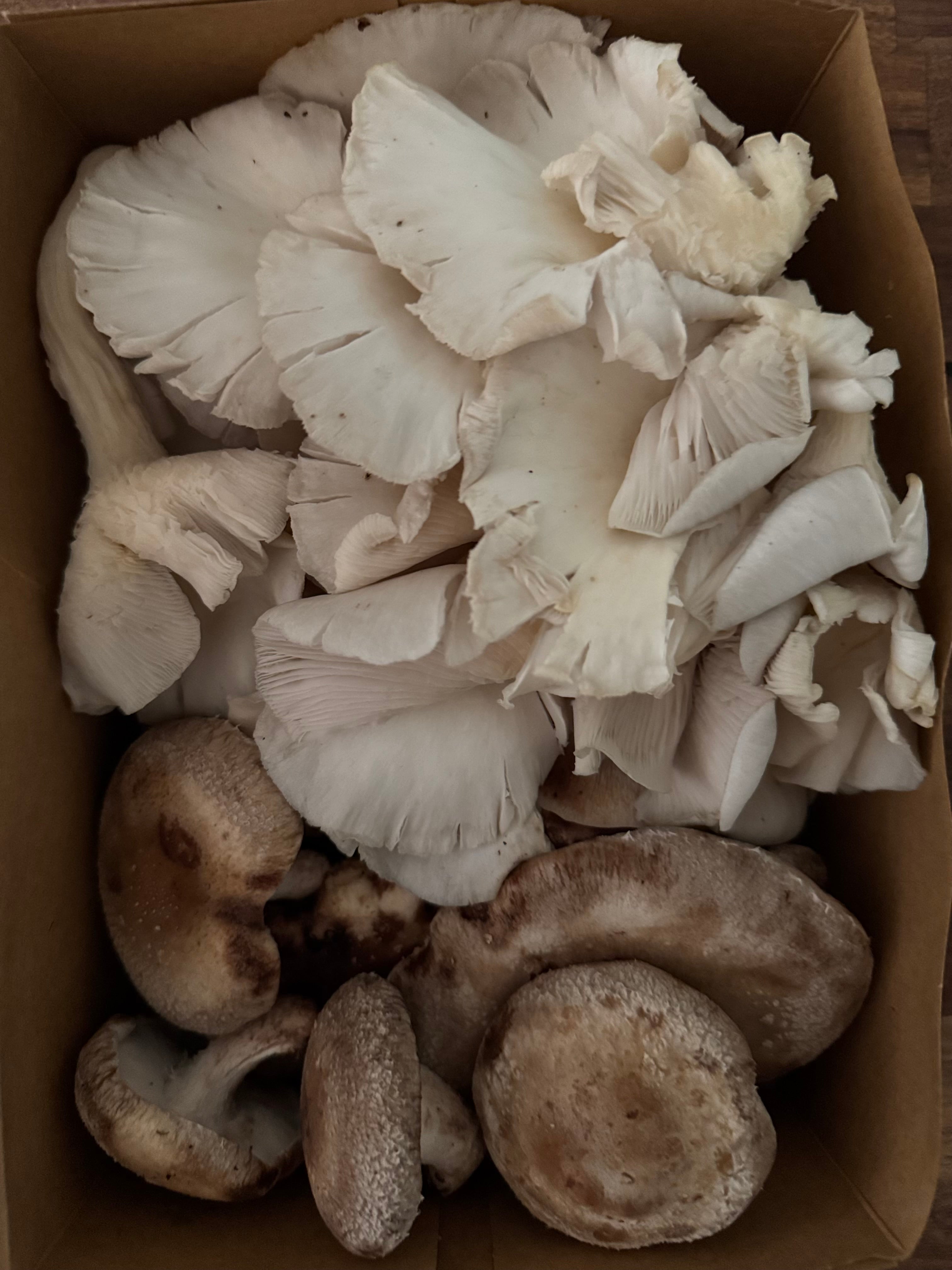 Blue Oyster + Shiitake Mix (Fresh Mushrooms, 1lb)