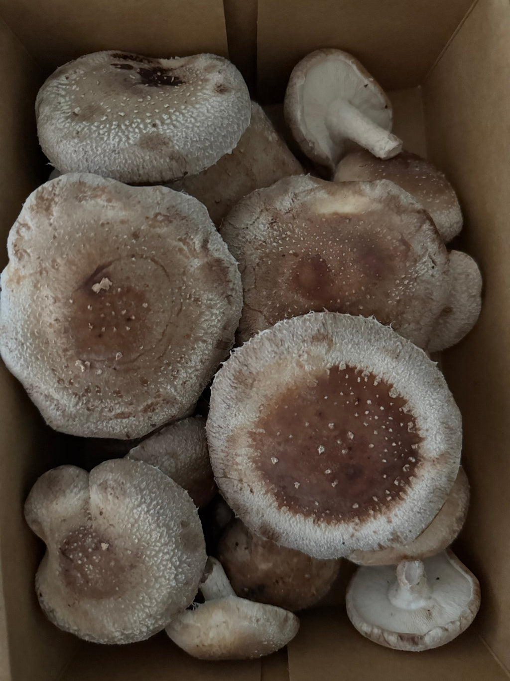 Fresh Shiitake Mushrooms (1lb)