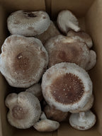 Fresh Shiitake Mushrooms (1lb)