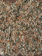 Tri-Color Orzo (Dried, 1lb)