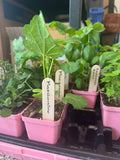 Marshmallow Garden Plant (small pot)