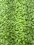 Wasabina Microgreens (1oz or 2oz)