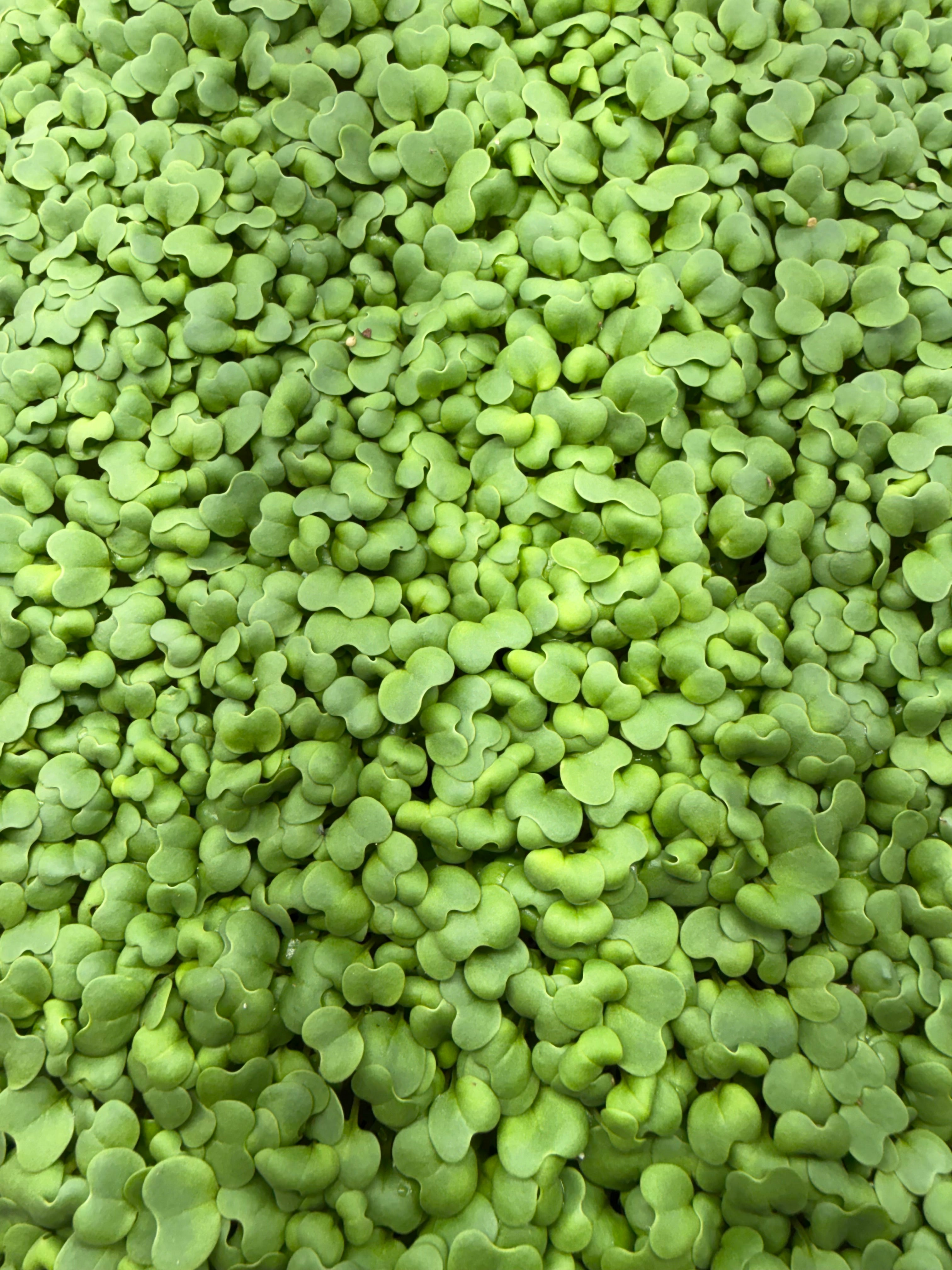 Wasabina Microgreens (1oz or 2oz)
