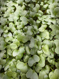 Broccoli Microgreens (1oz or 2oz)