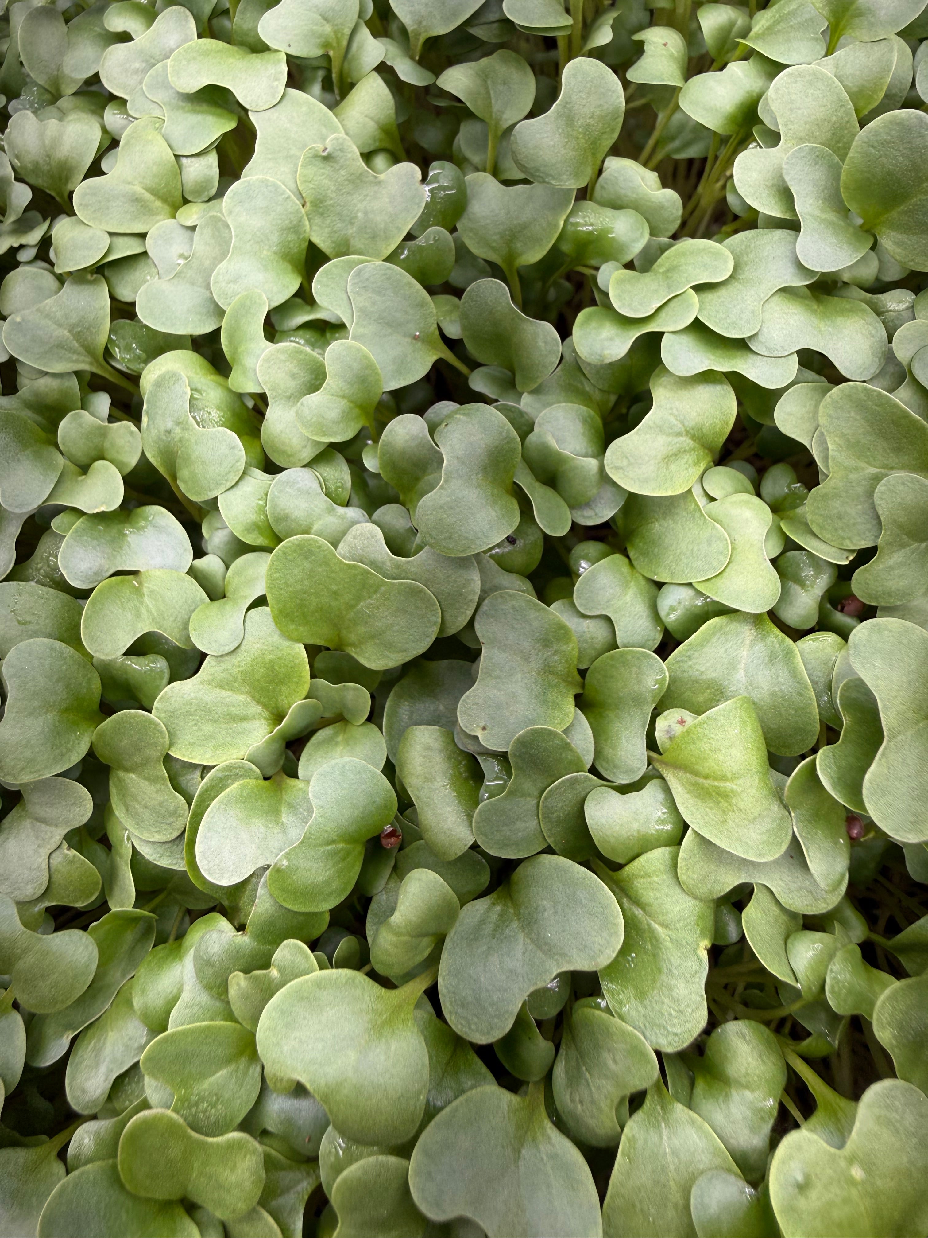 Broccoli Microgreens (1oz or 2oz)