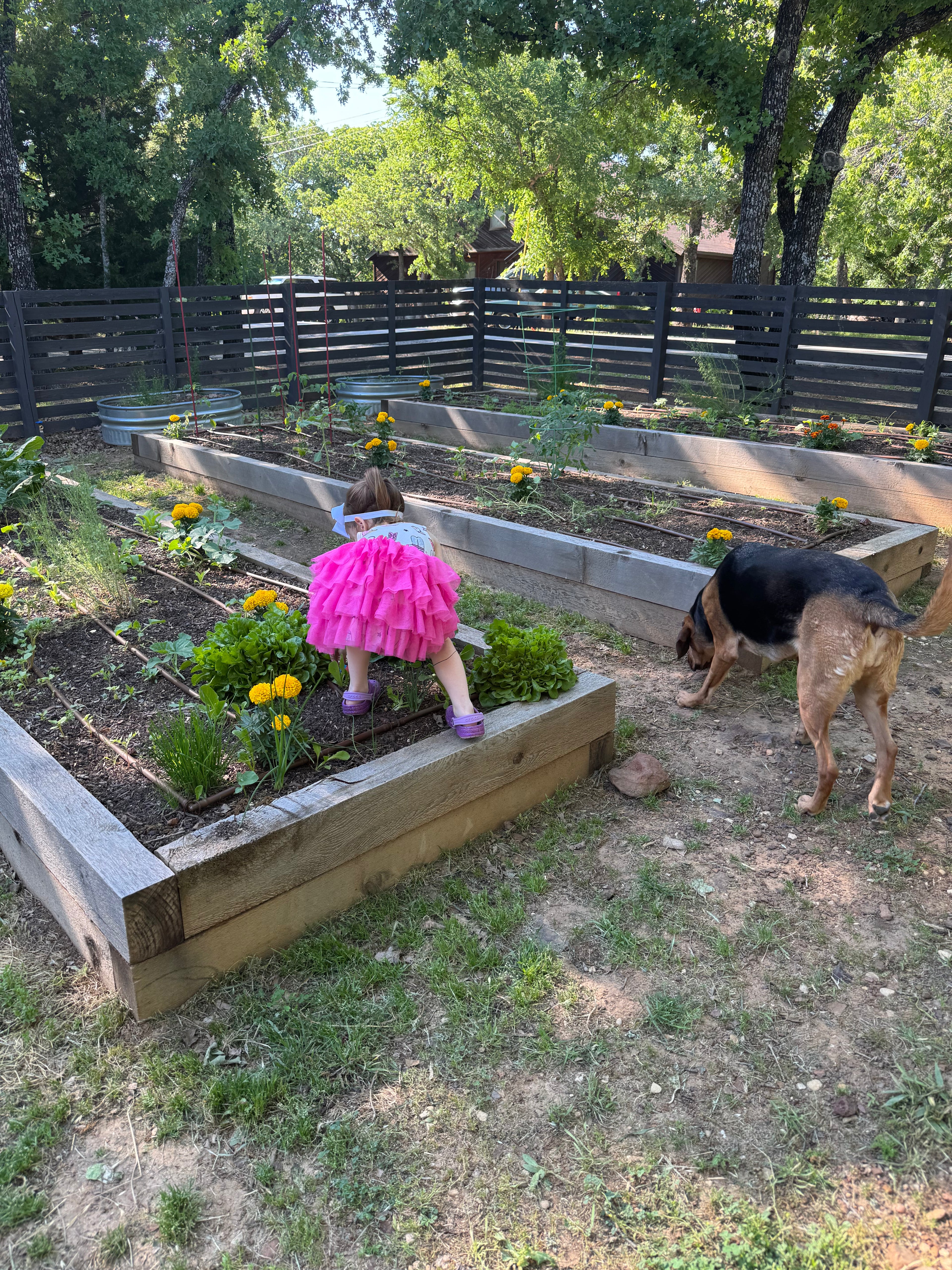 Parsley Bunch - Flat Leaf, Fresh (bunch)