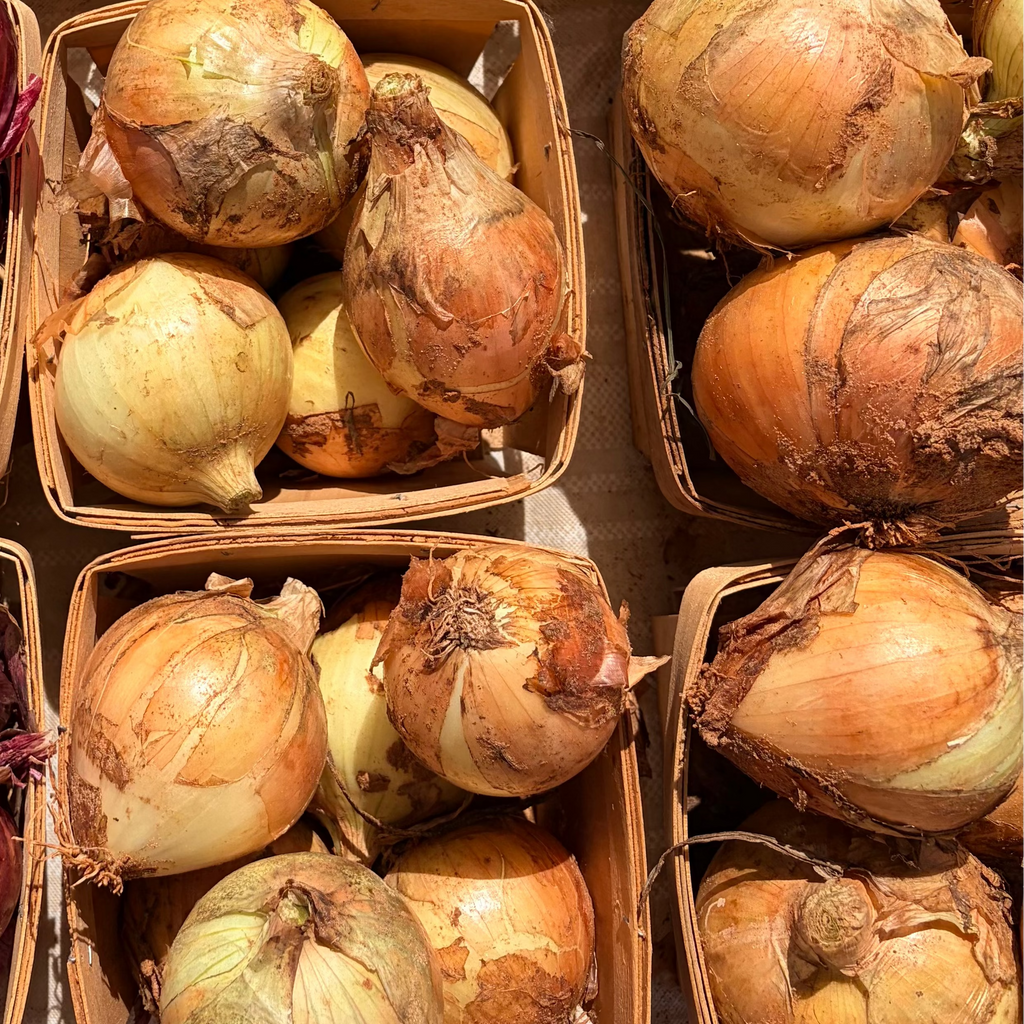 Yellow Onions (1 quart)