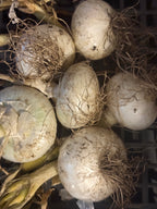 Certified Organic White Onions (1lb)
