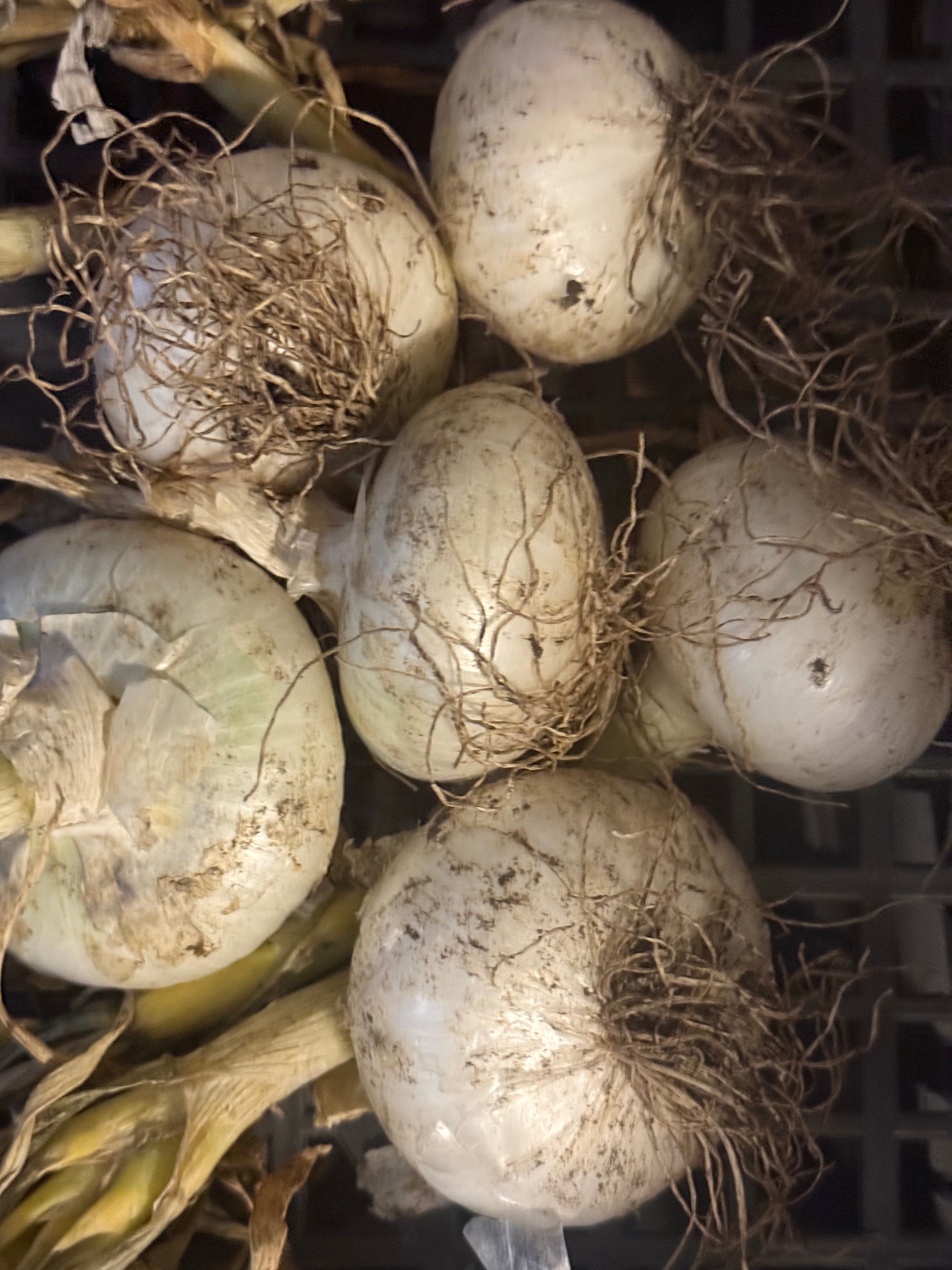 Certified Organic White Onions (1lb)