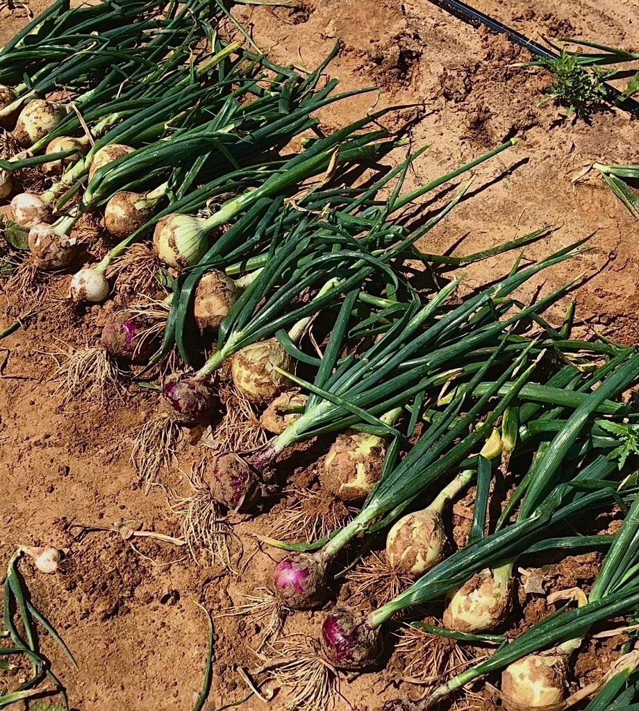 Yellow Onions (1 quart)