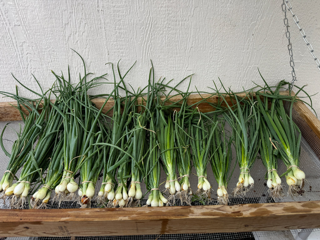 Bunching Green Onions