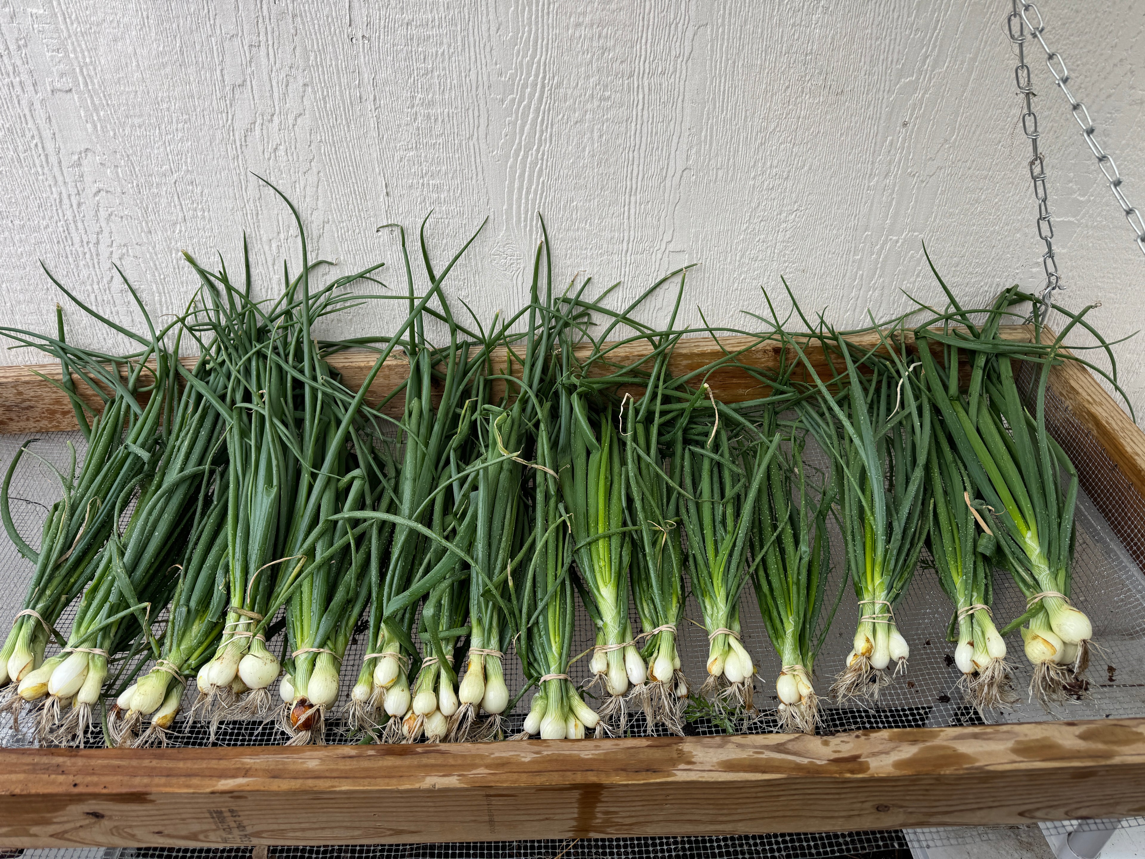 Bunching Green Onions