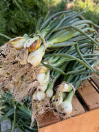 Bunching Green Onions