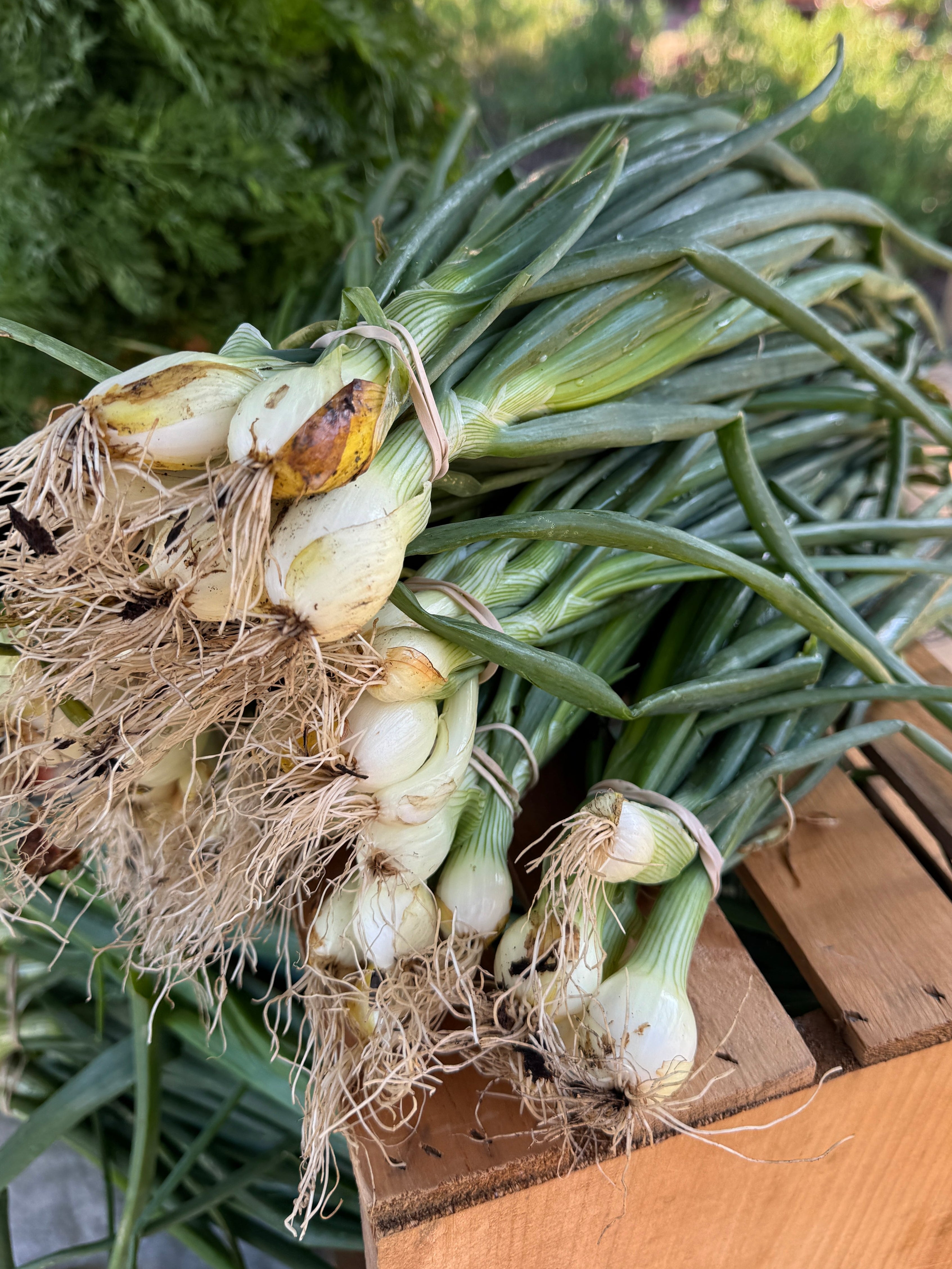 Bunching Green Onions