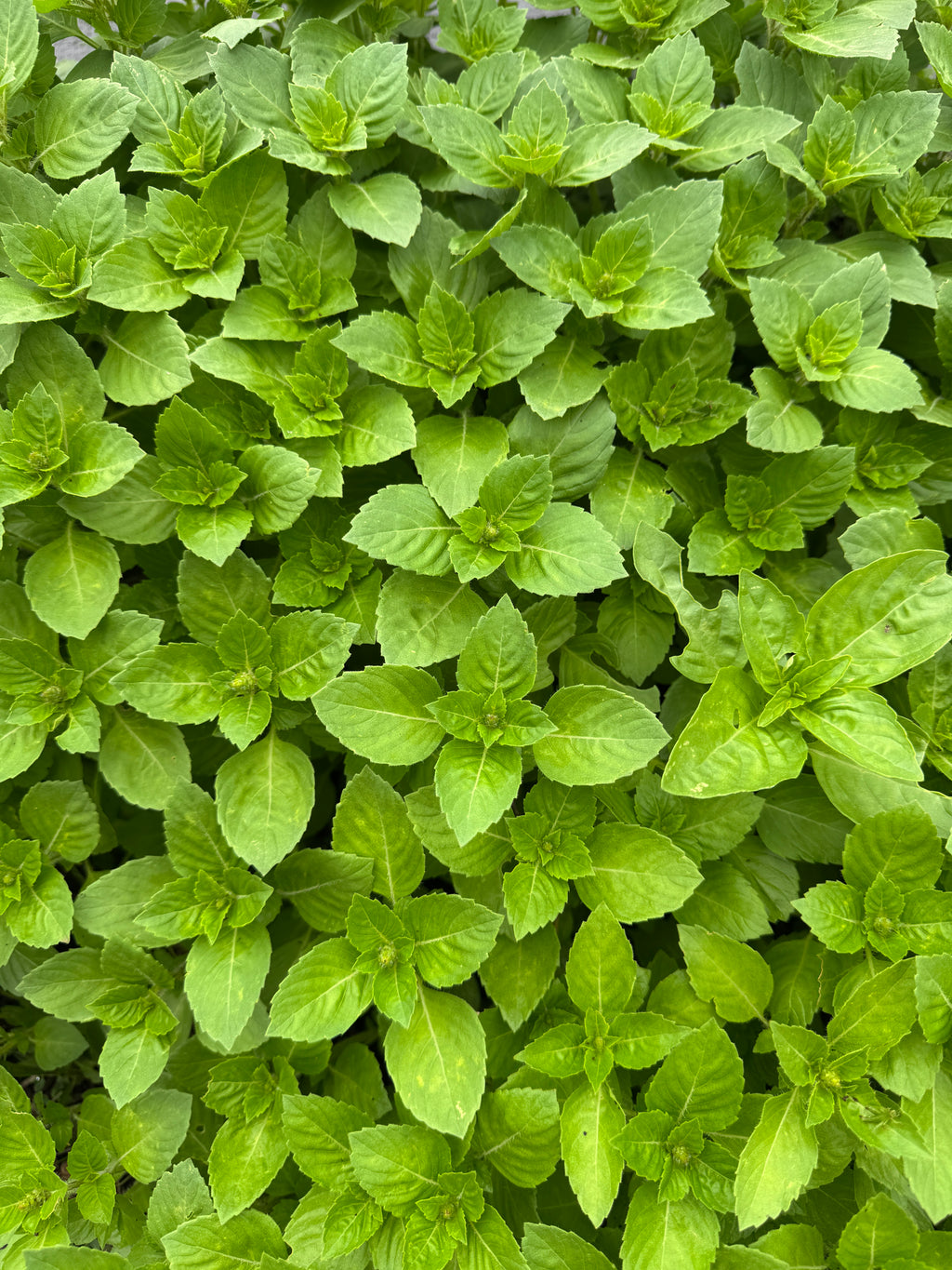 Holy Basil - Tulsi (2oz clamshell)