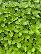 Holy Basil - Tulsi (2oz clamshell)