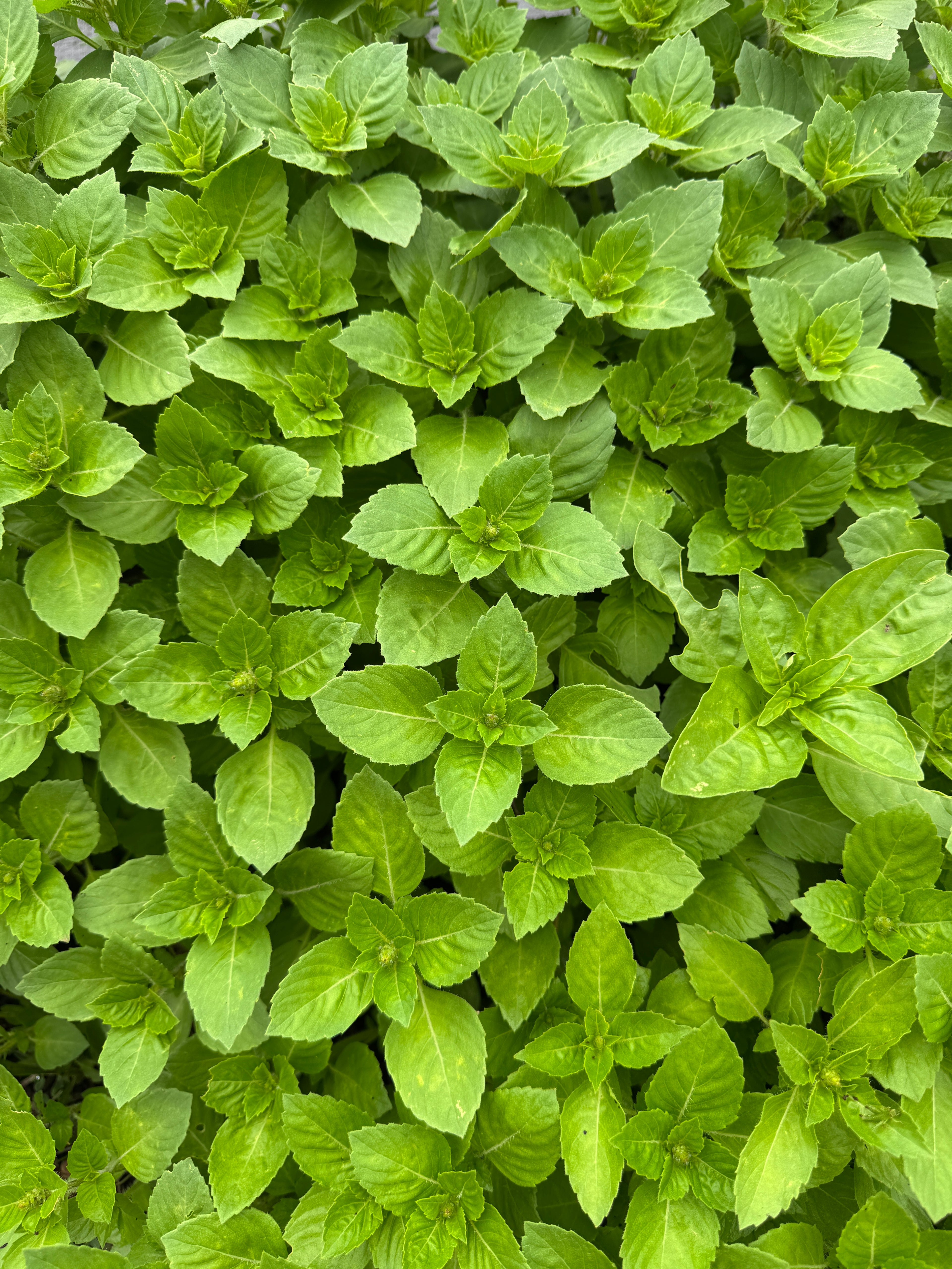 Holy Basil - Tulsi (2oz clamshell)