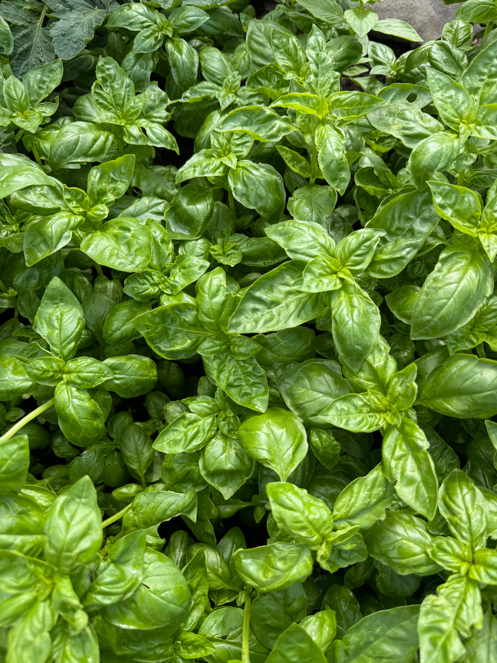 Genovese Basil (2oz clamshell)