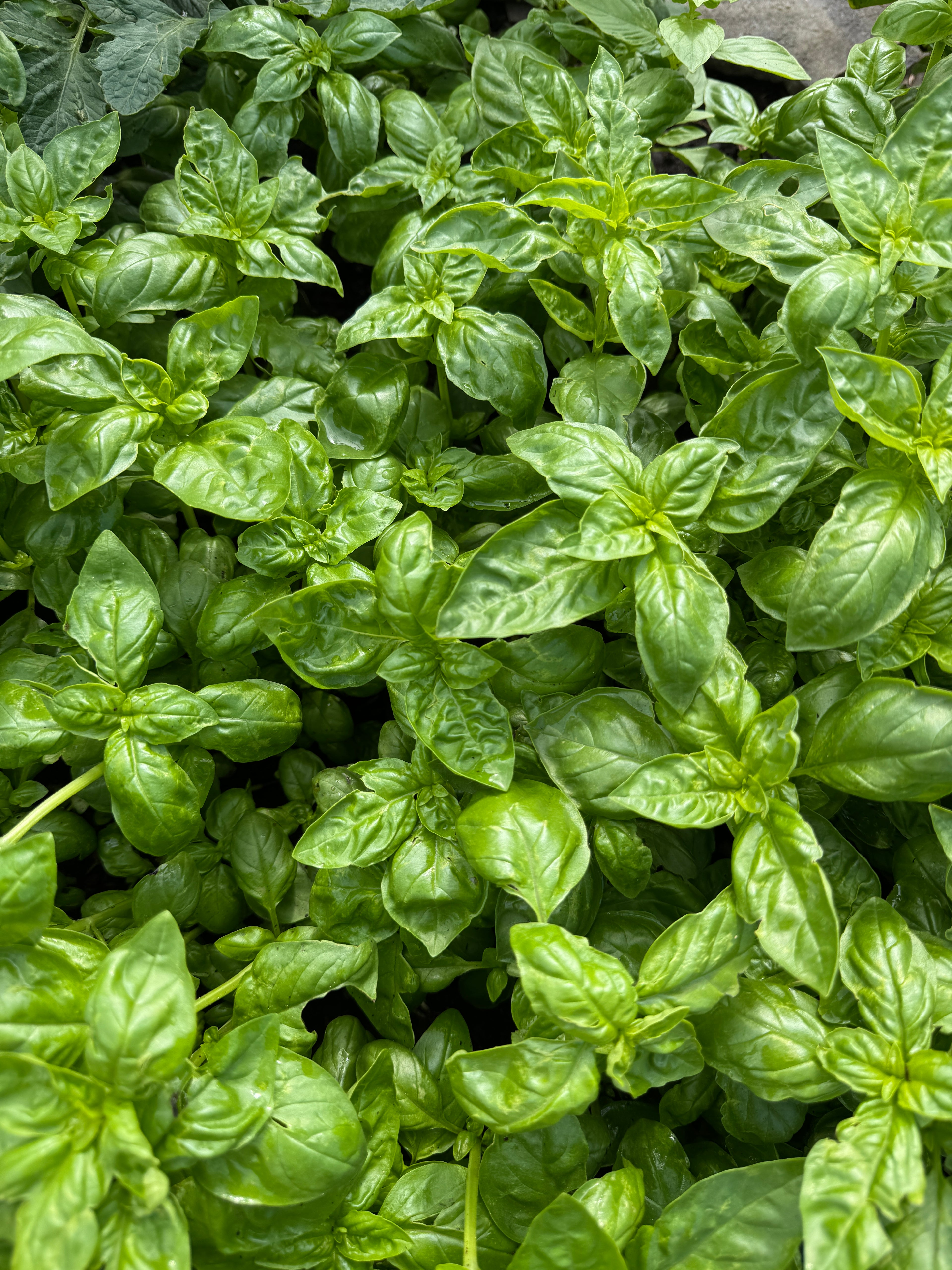 Genovese Basil (2oz clamshell)