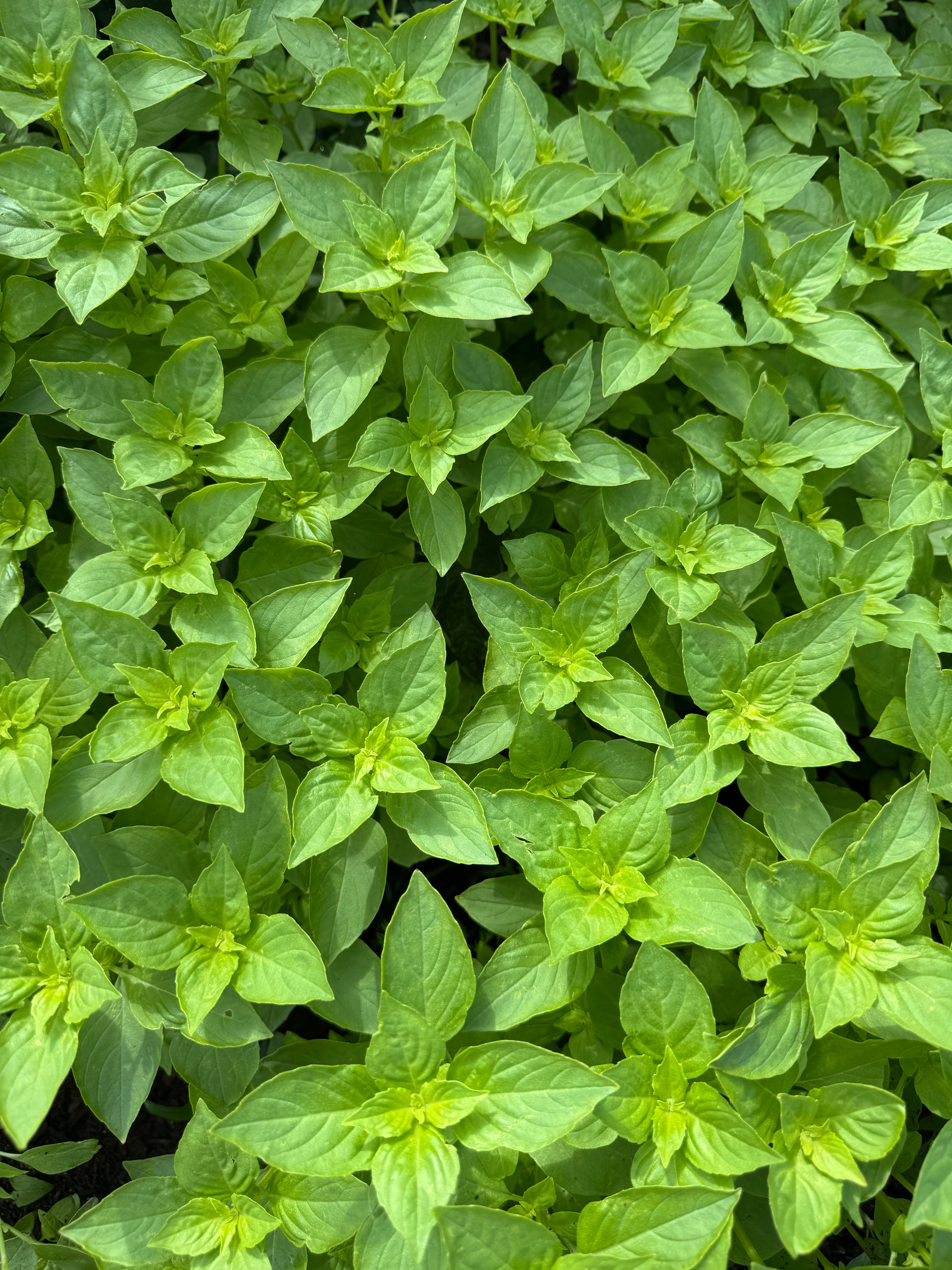 Citrus Basil (2oz clamshell)