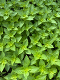 Citrus Basil (2oz clamshell)
