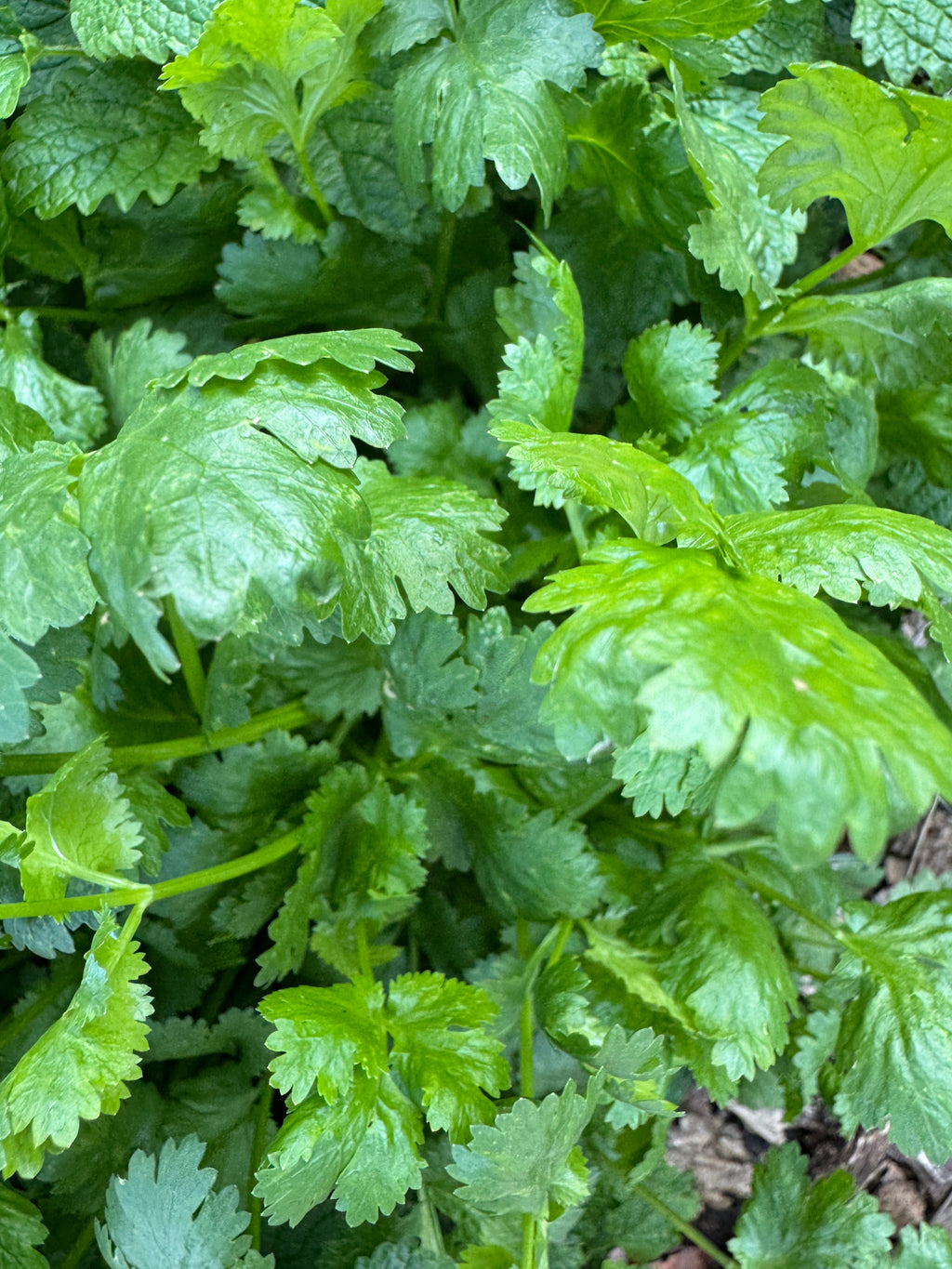 Cilantro (2oz clamshell)