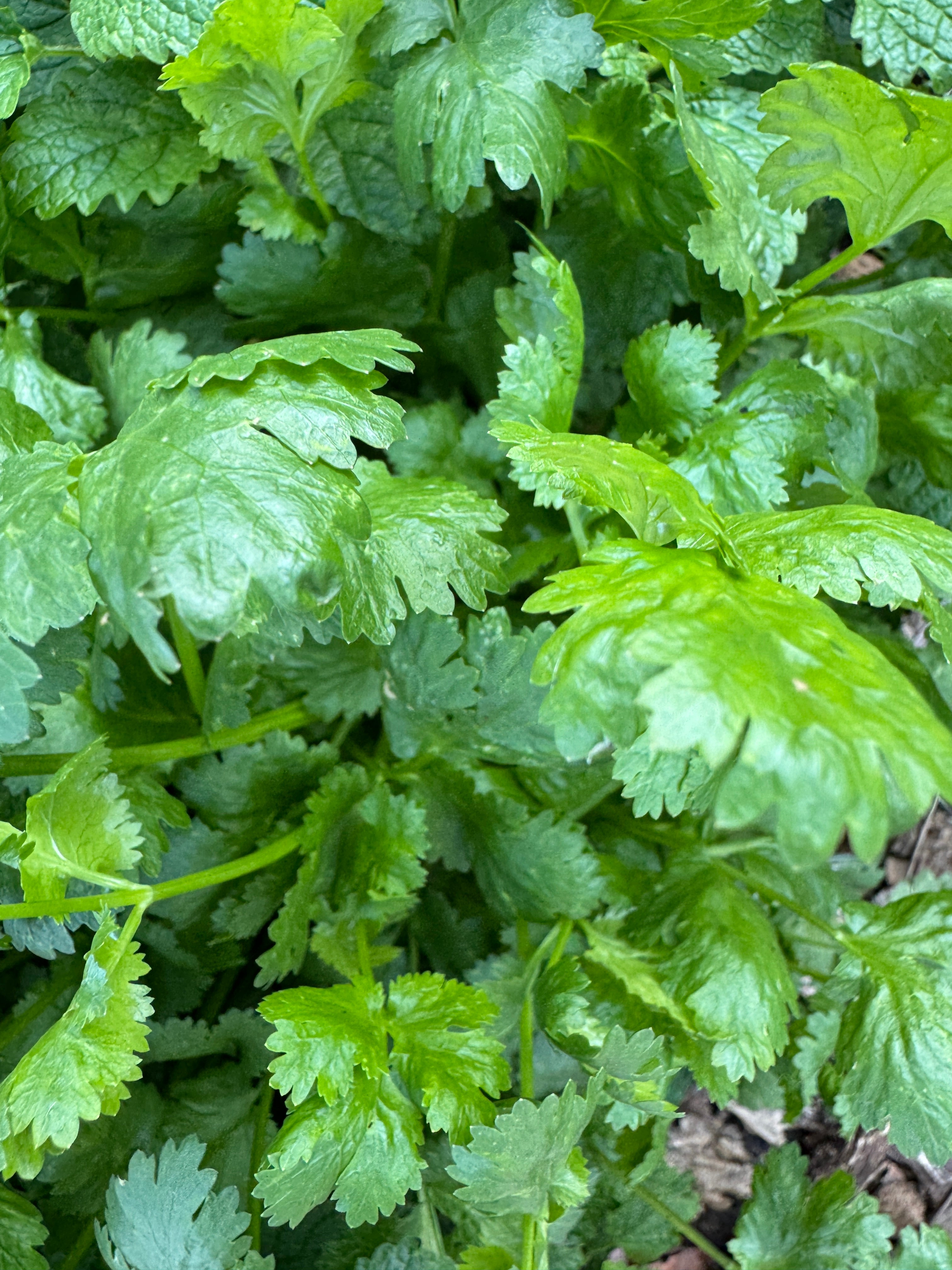 Cilantro (2oz clamshell)