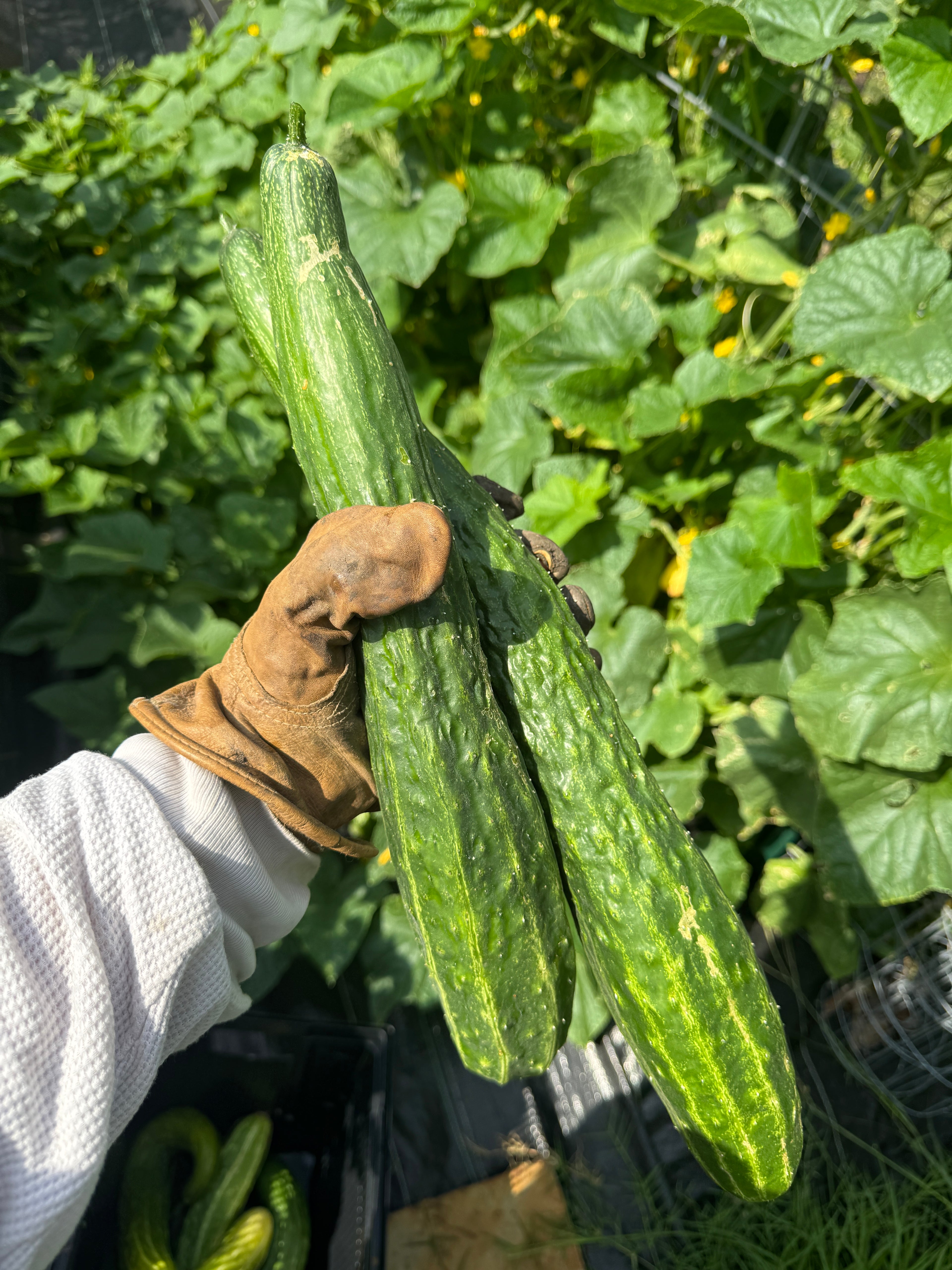 Asian Cucumbers (2pk)