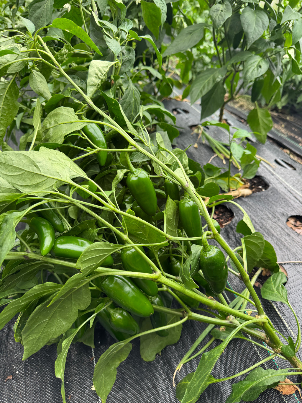 Jalapeños (1 Pint)