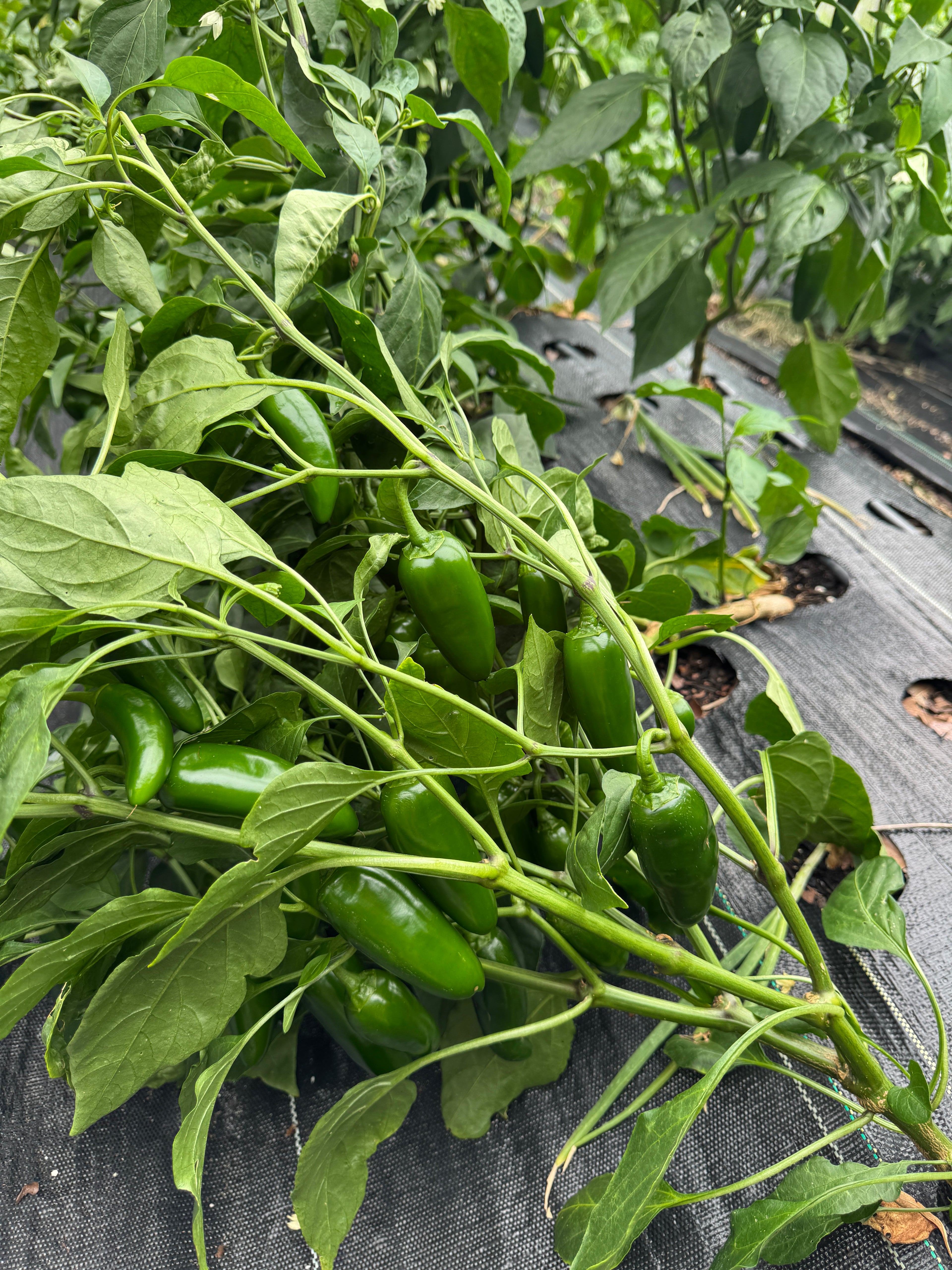 Jalapeños (1 Pint)