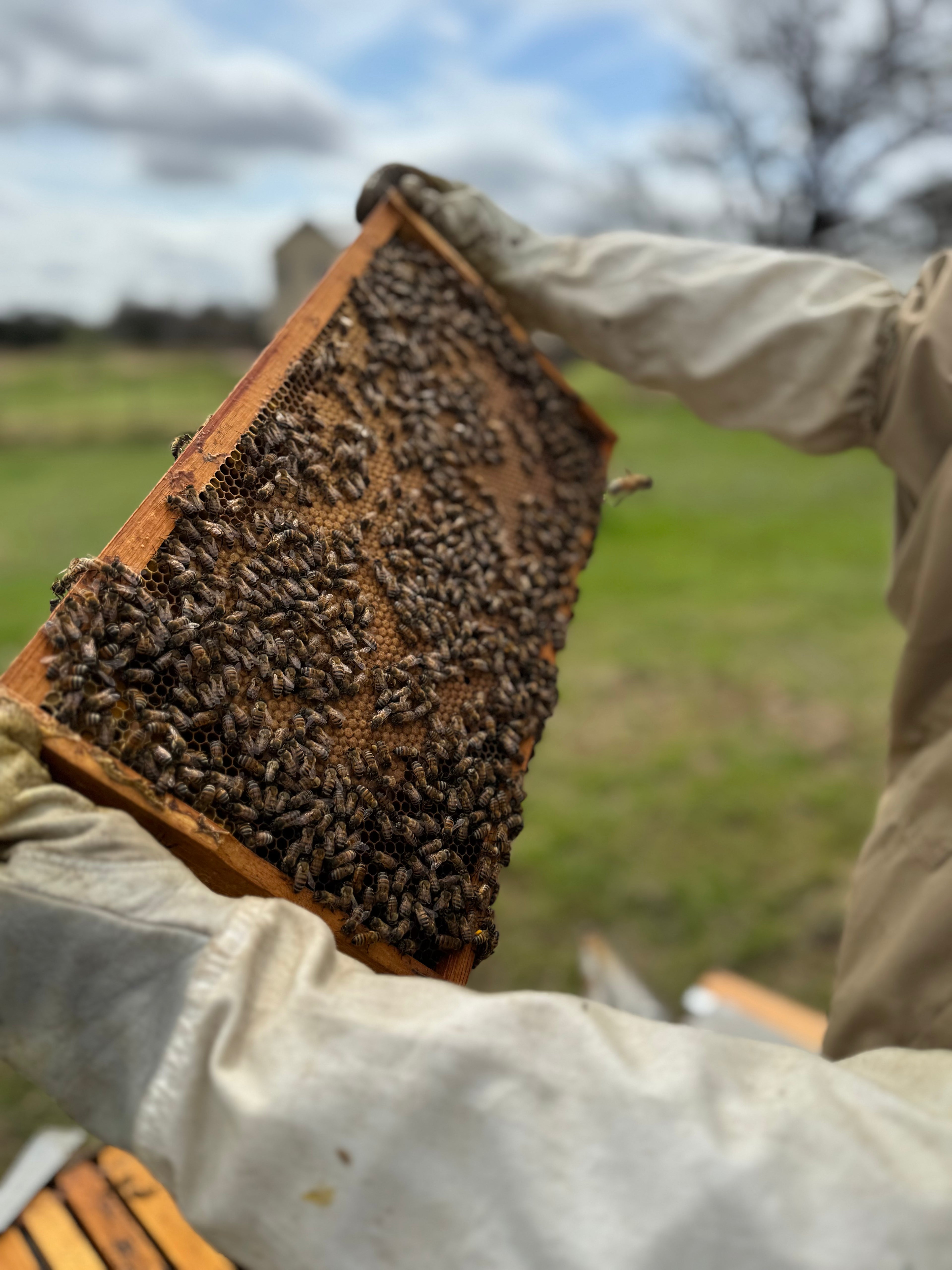 Raw Texas Wildflower Honey (1lb Squeeze Bottle)