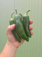 Jalapeños, Hot Peppers (pint)