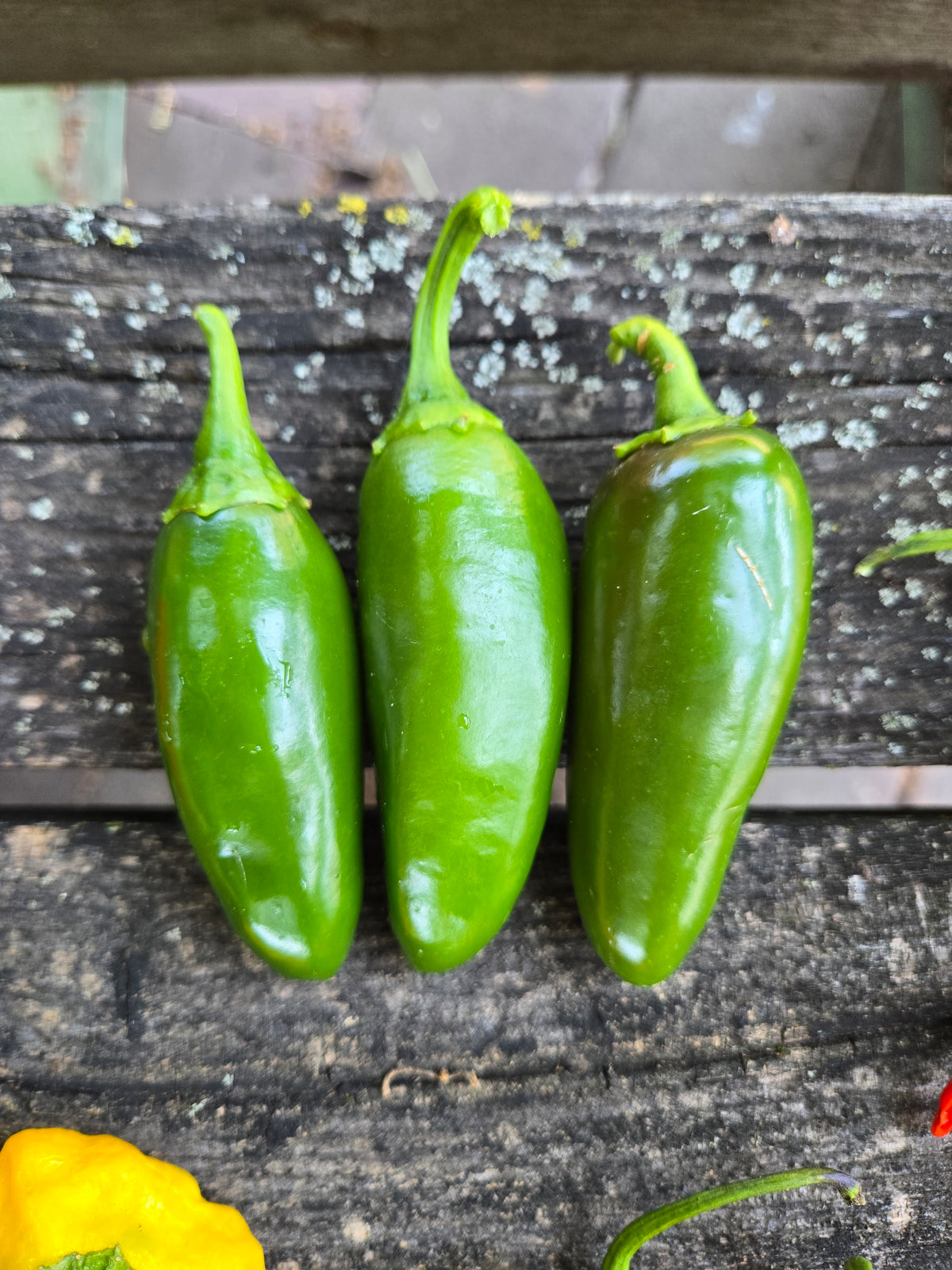 Jalapeños, Hot Peppers (pint)